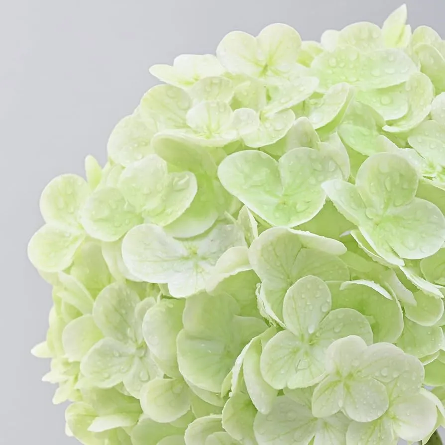 Vals blomme regte aanraking hortensia