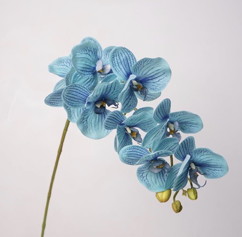 Phalaenopsis orgidee