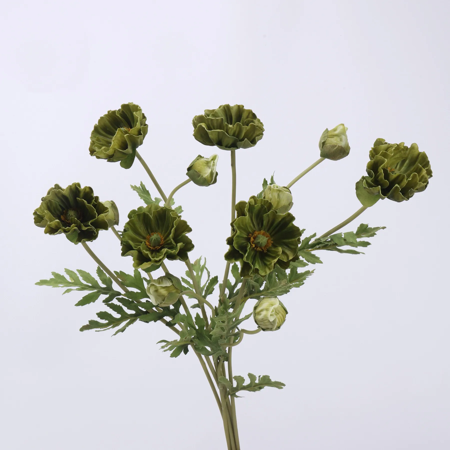koring poppy