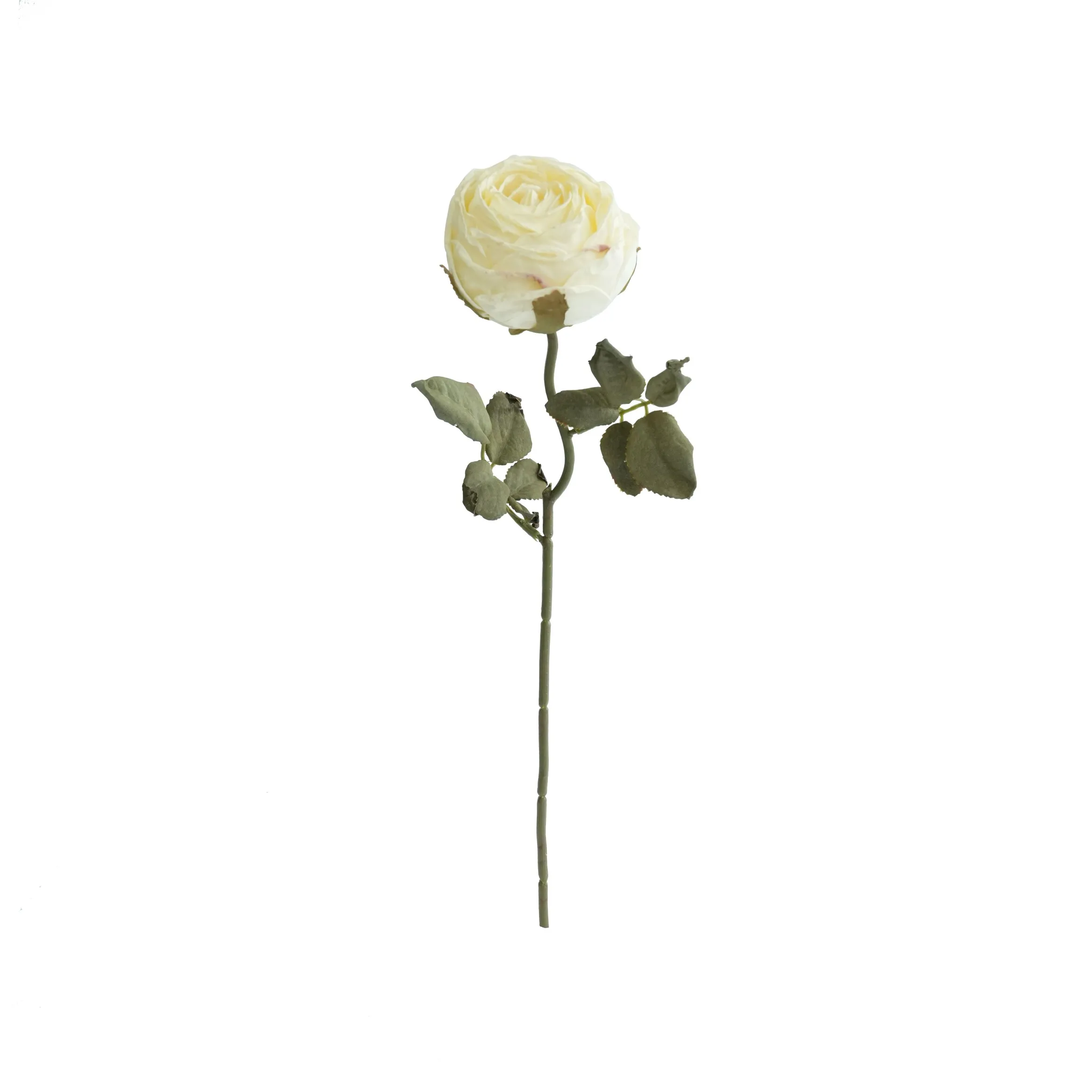 Gekapte ronde rose