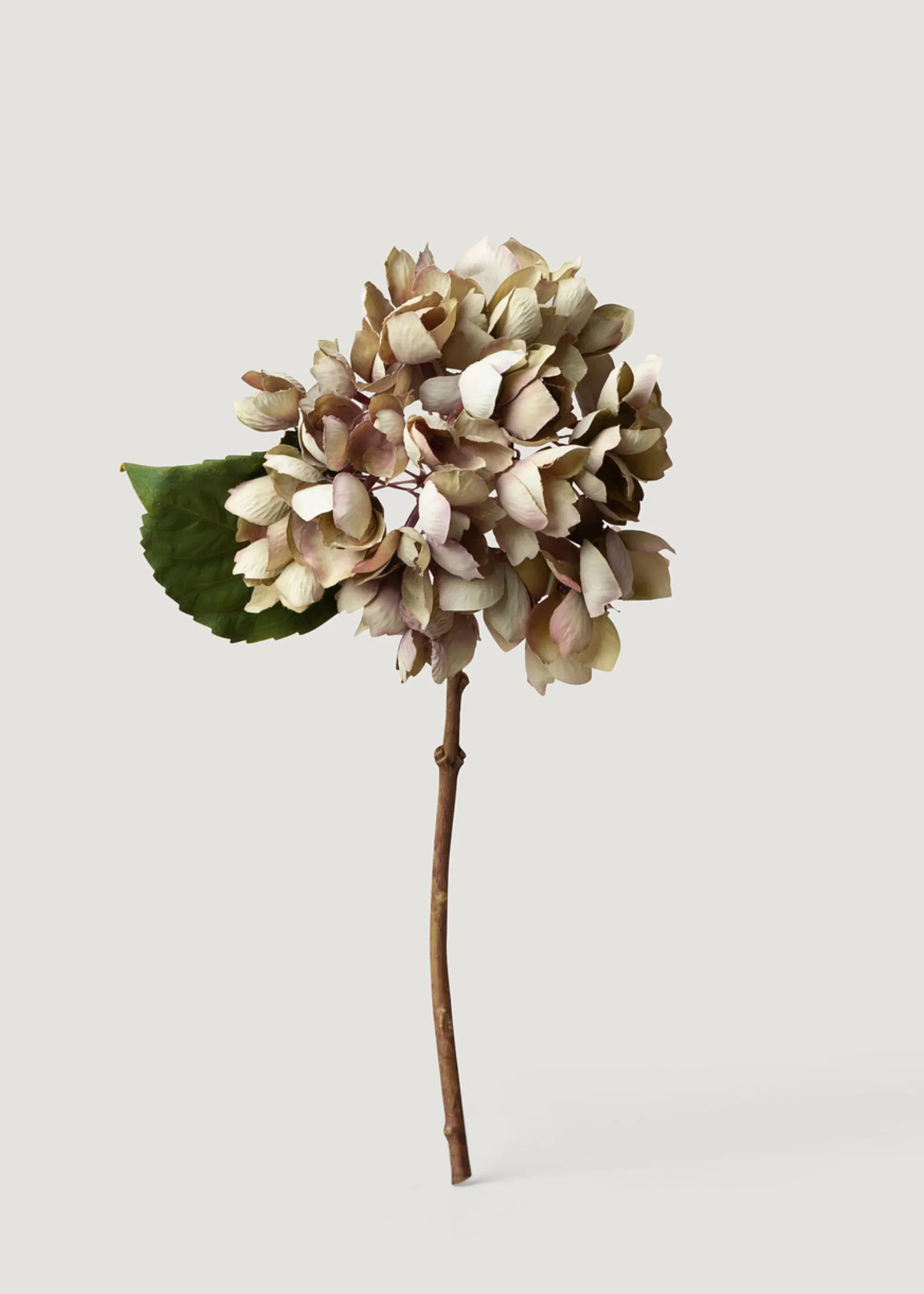 Gedroogde voorkoms vals hortensia blom