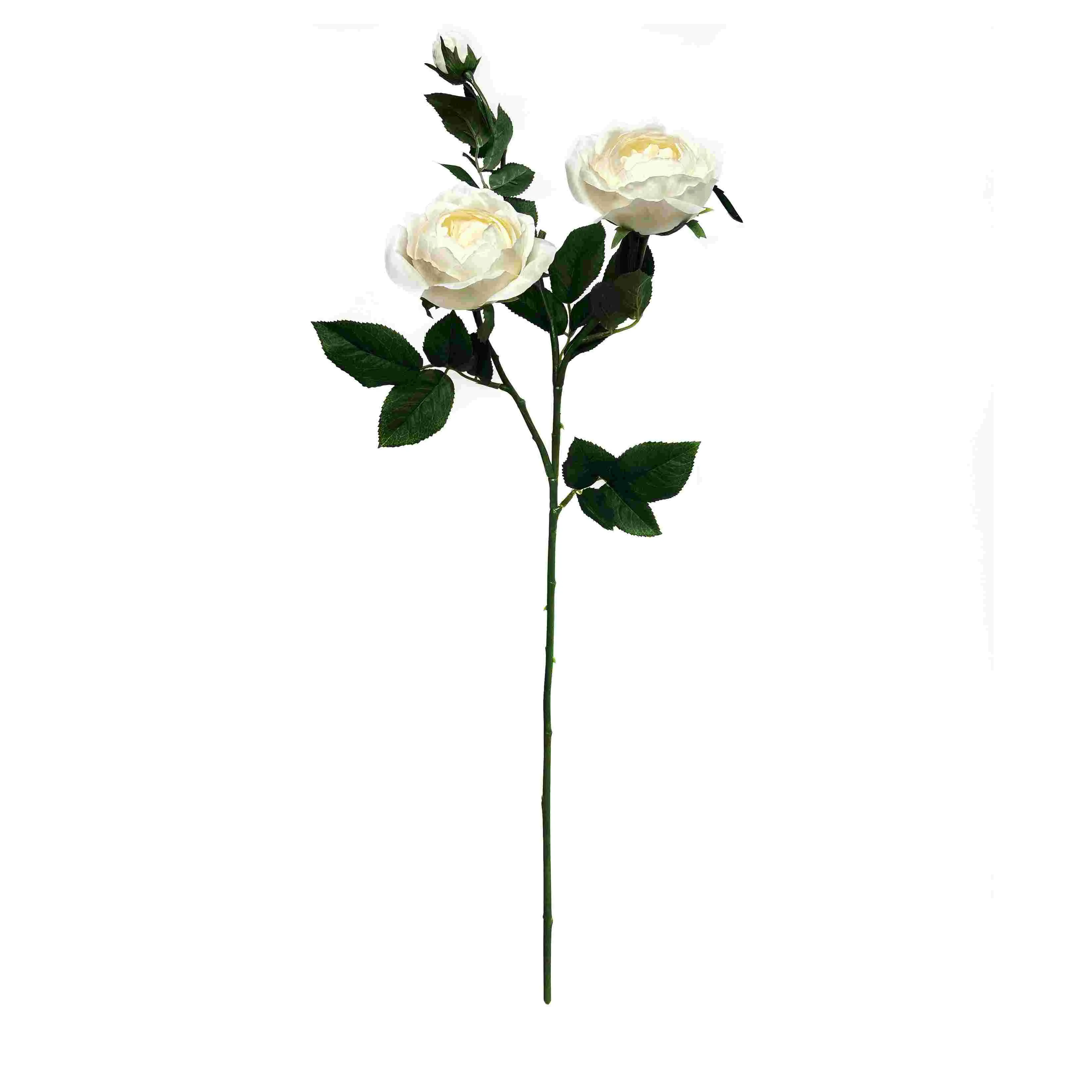 'N Enkele vlinderroos