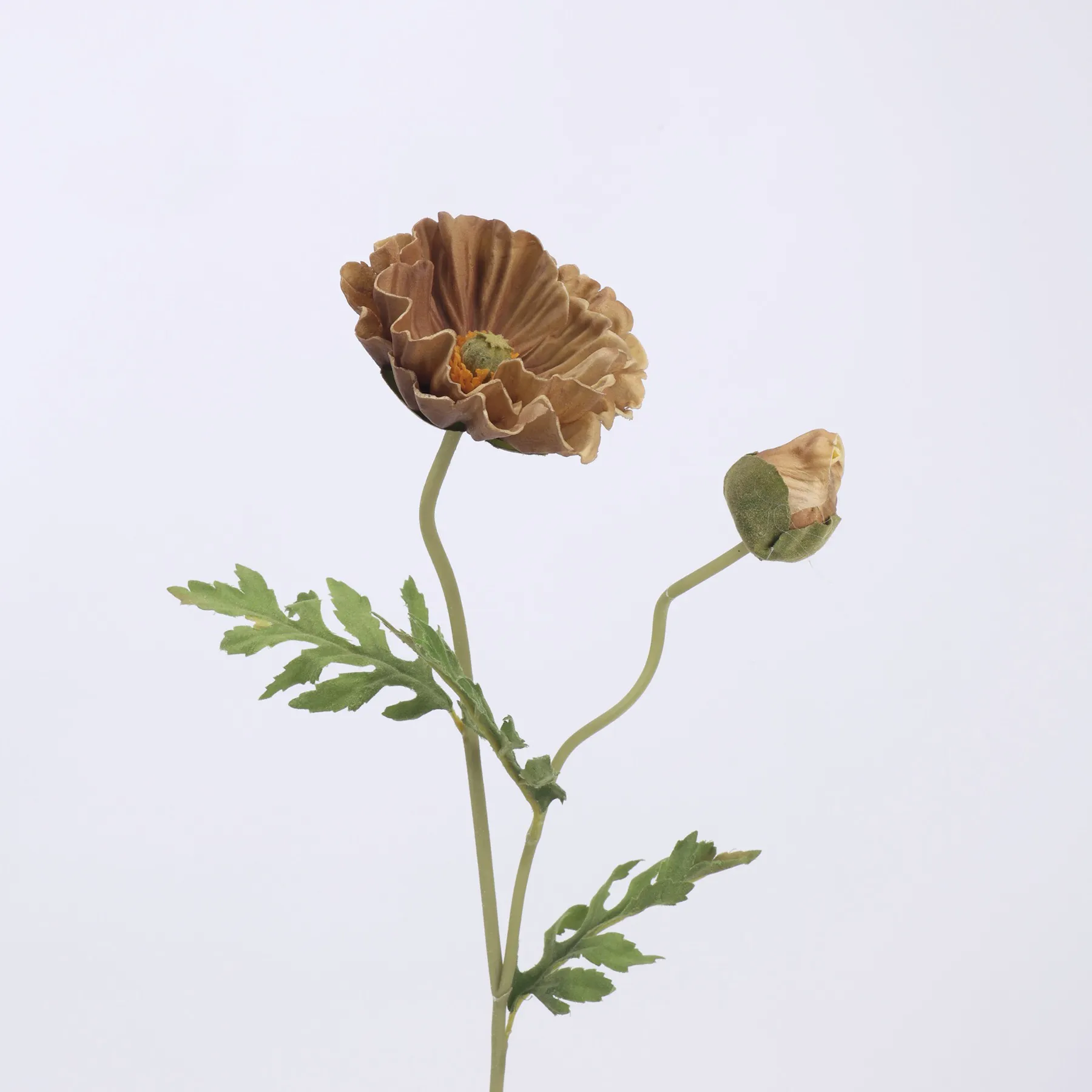 koring poppy