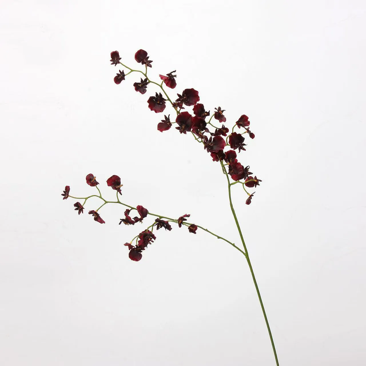dancing orchid