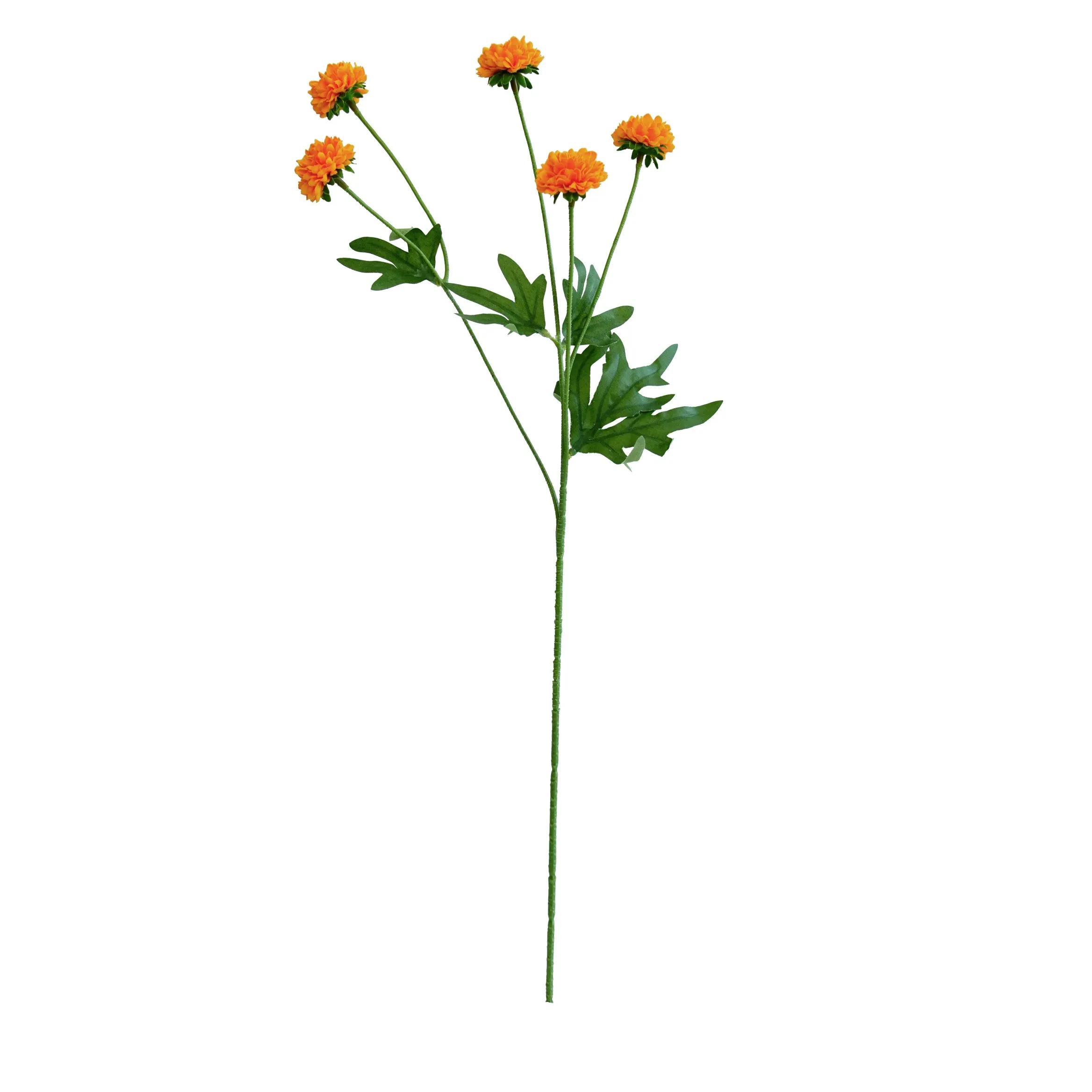 'N enkele chrysanthemum