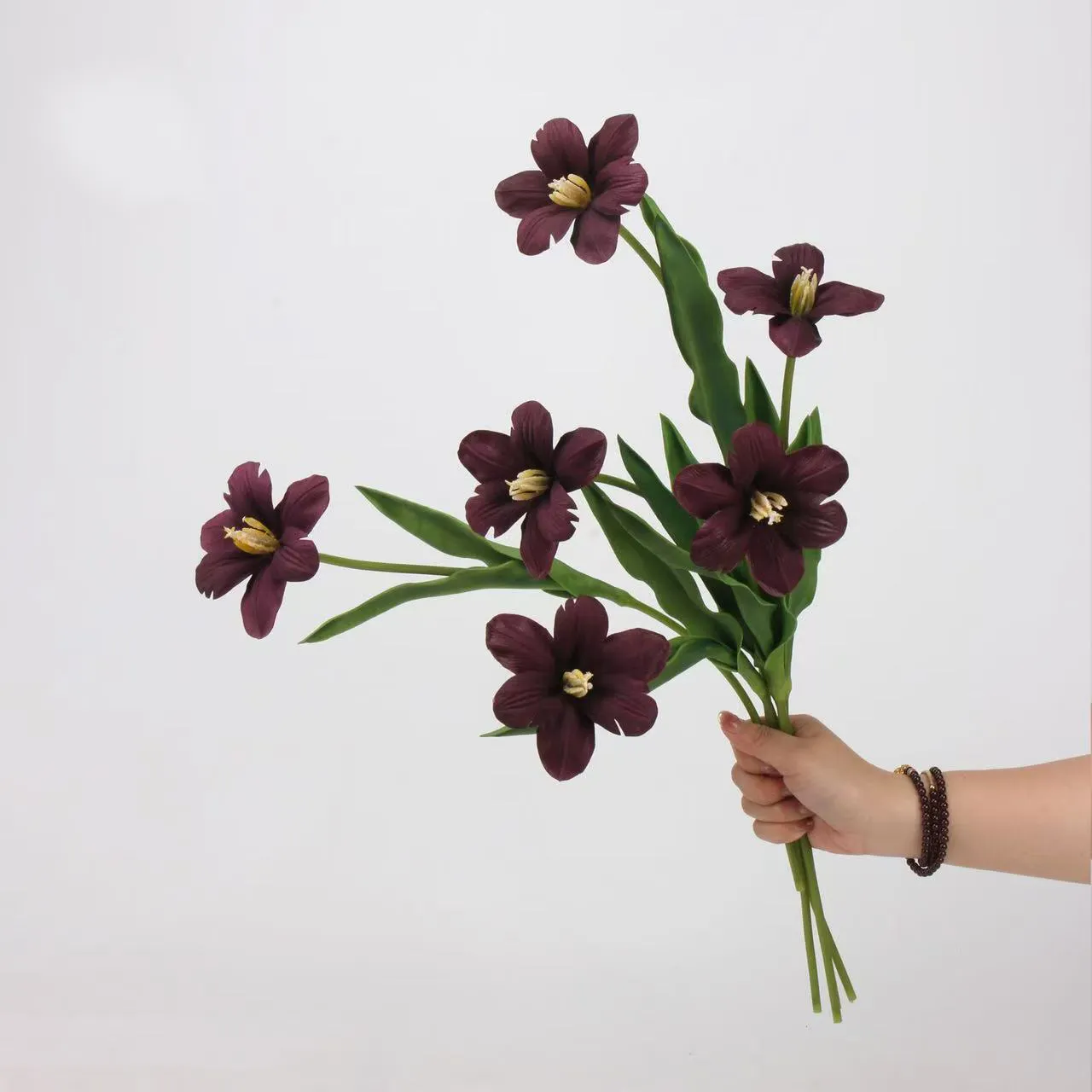 Brownie tulp