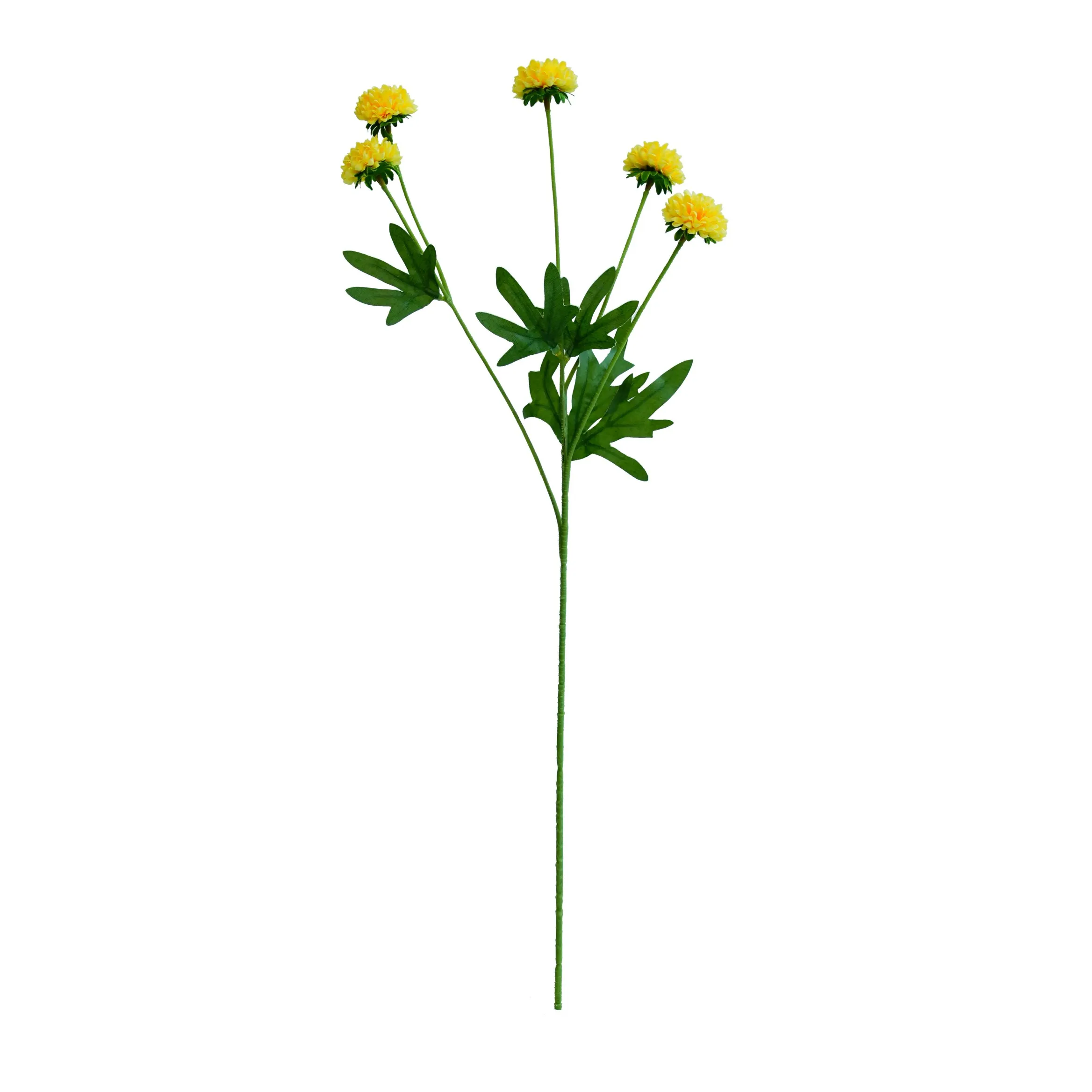 'N enkele chrysanthemum