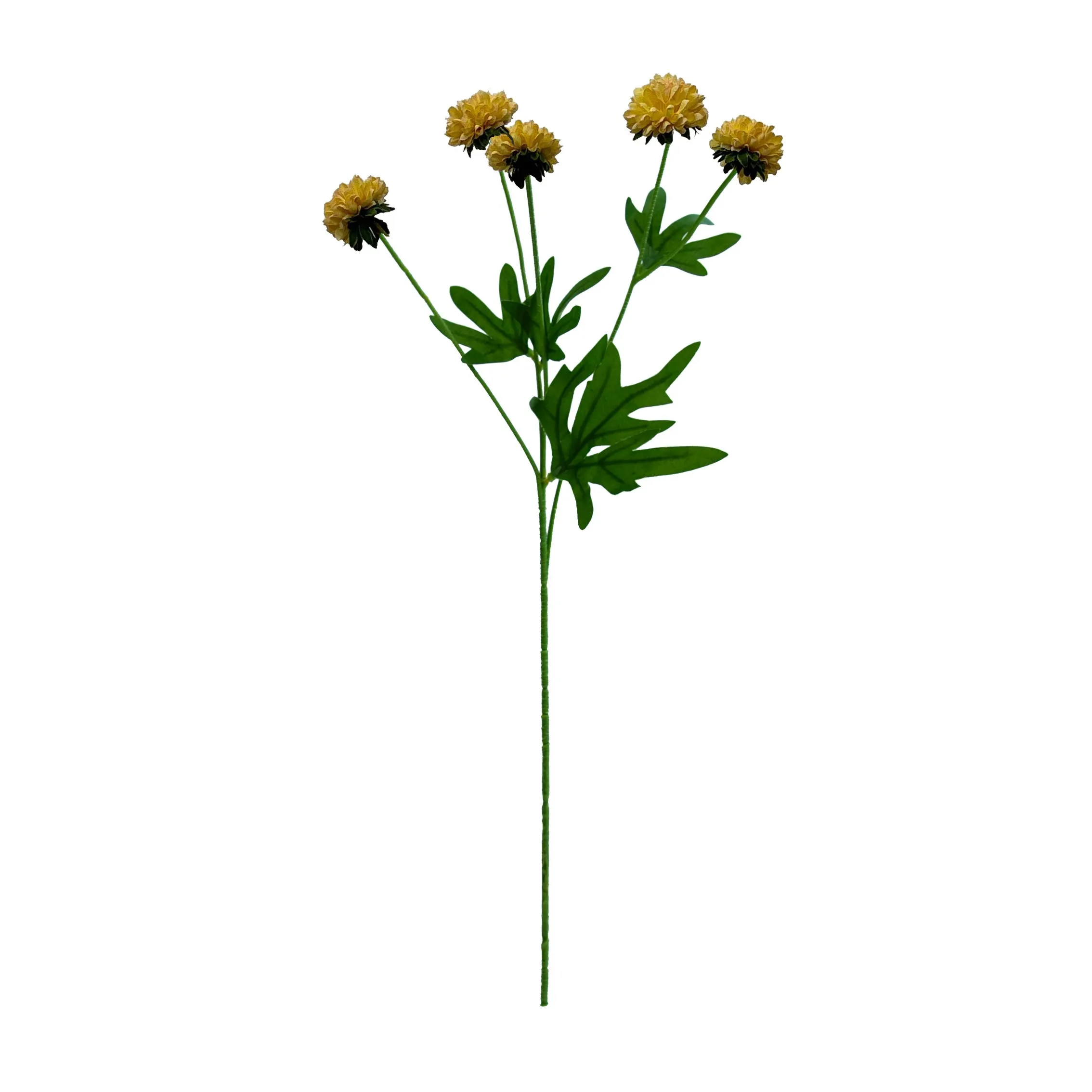 'N enkele chrysanthemum