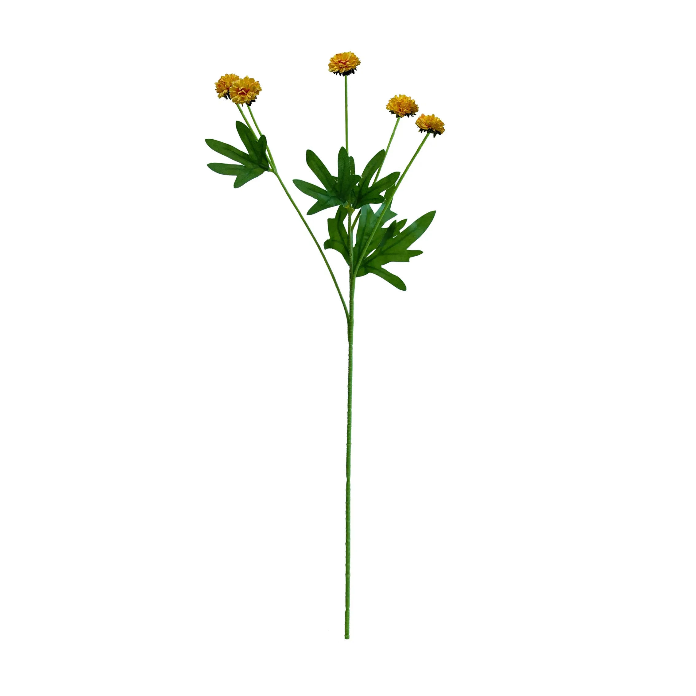 'N enkele chrysanthemum