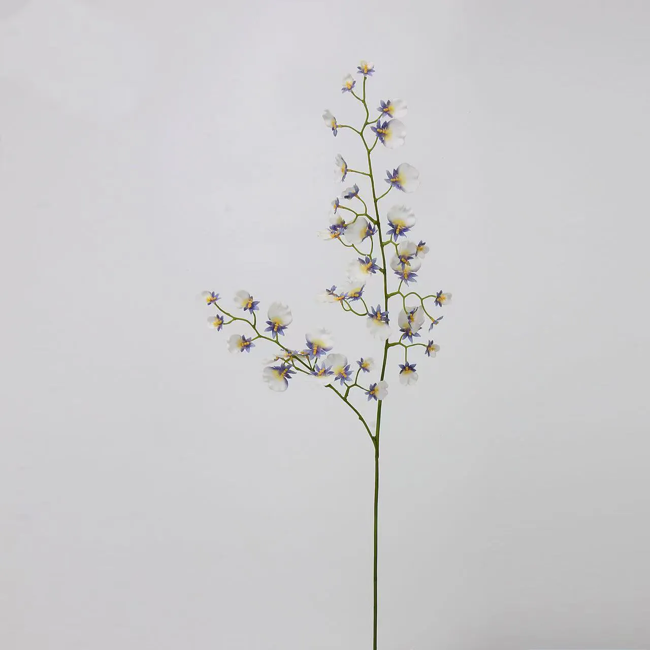 dancing orchid
