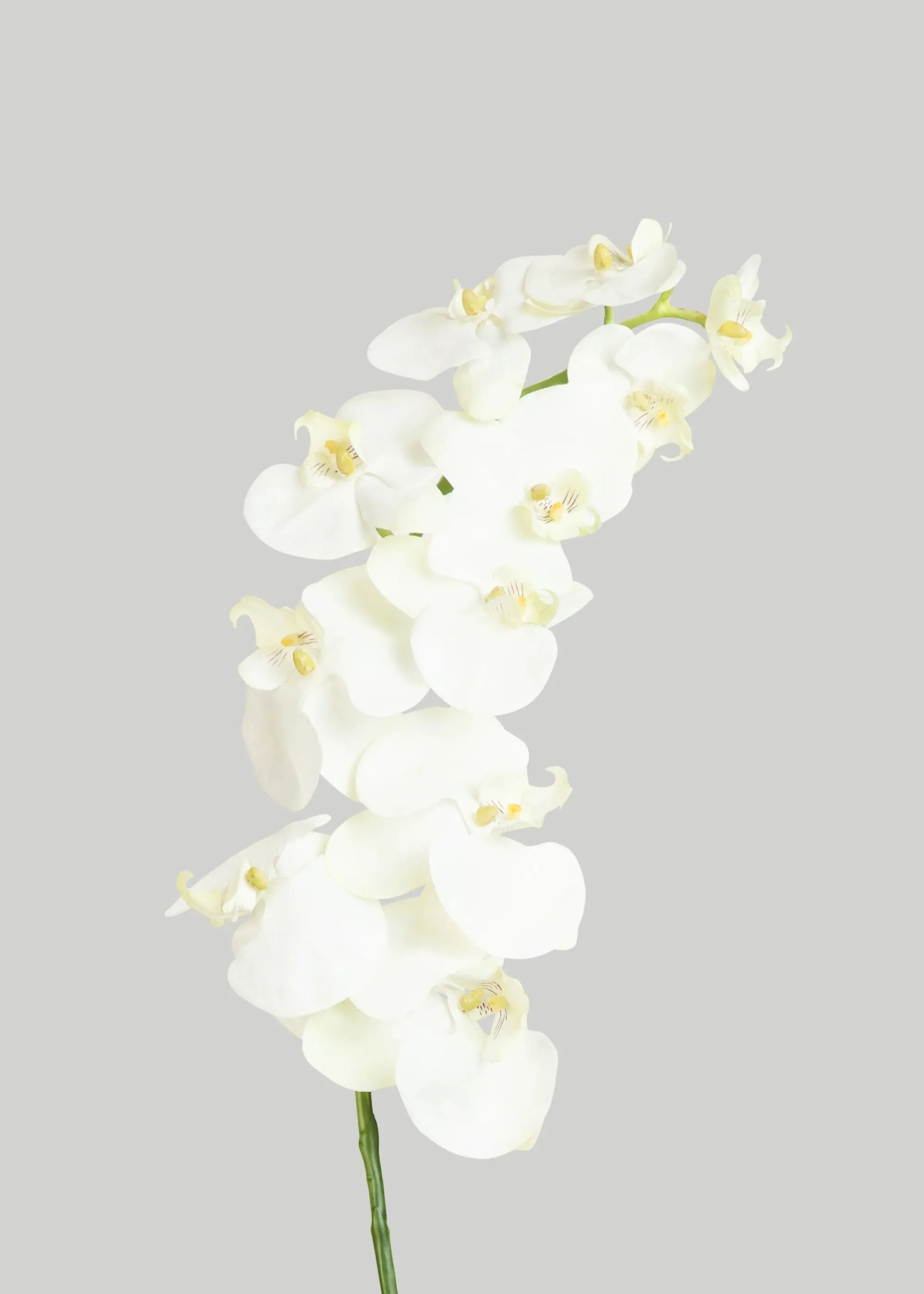 Phalaenopsis orgidee