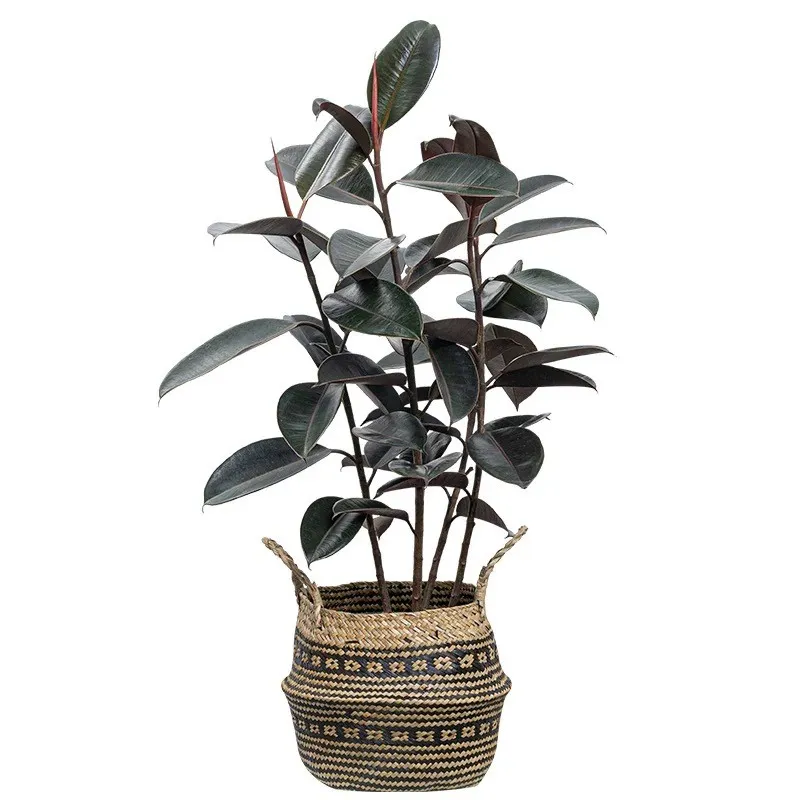 Kunsmatige rubberpotplant