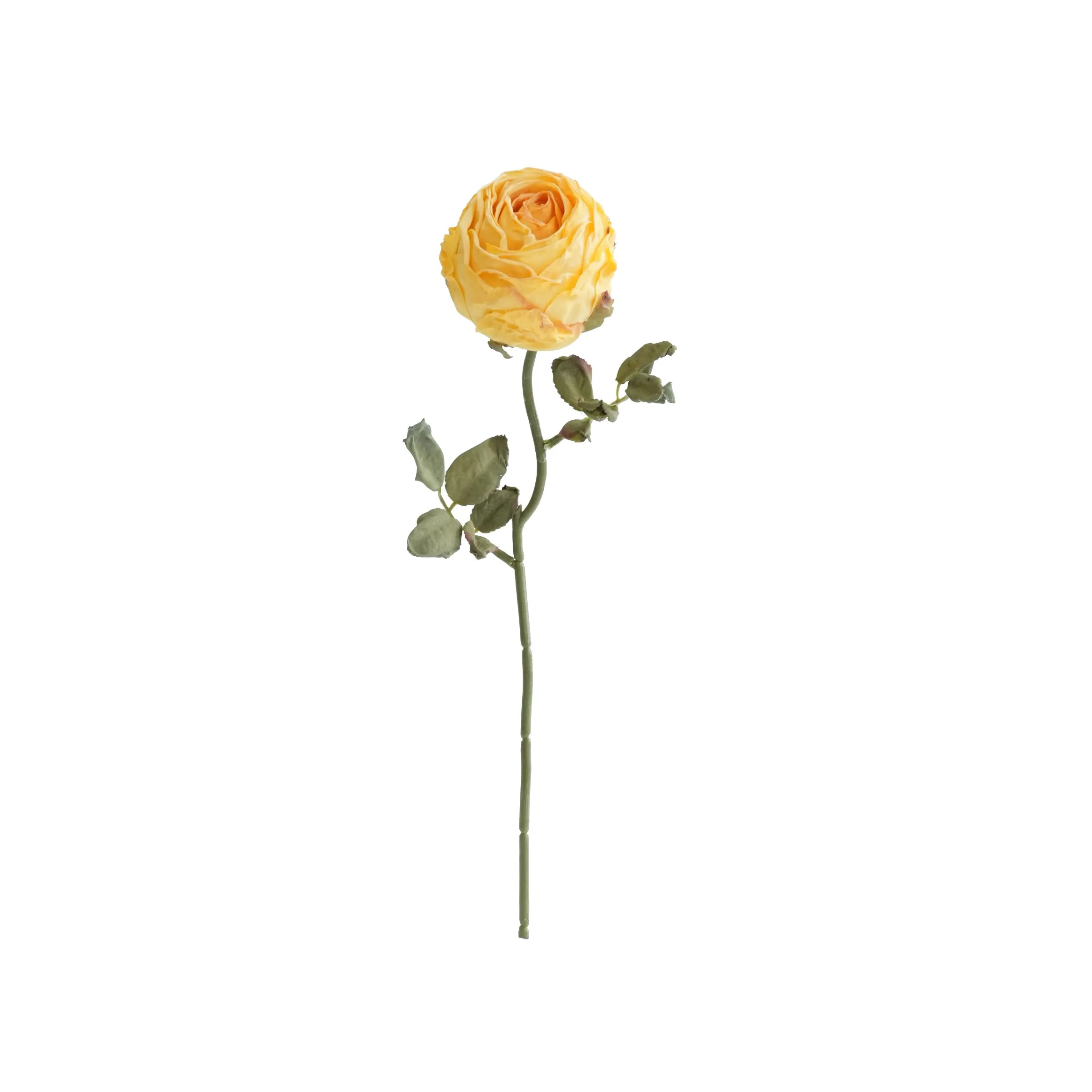 Gekapte ronde rose