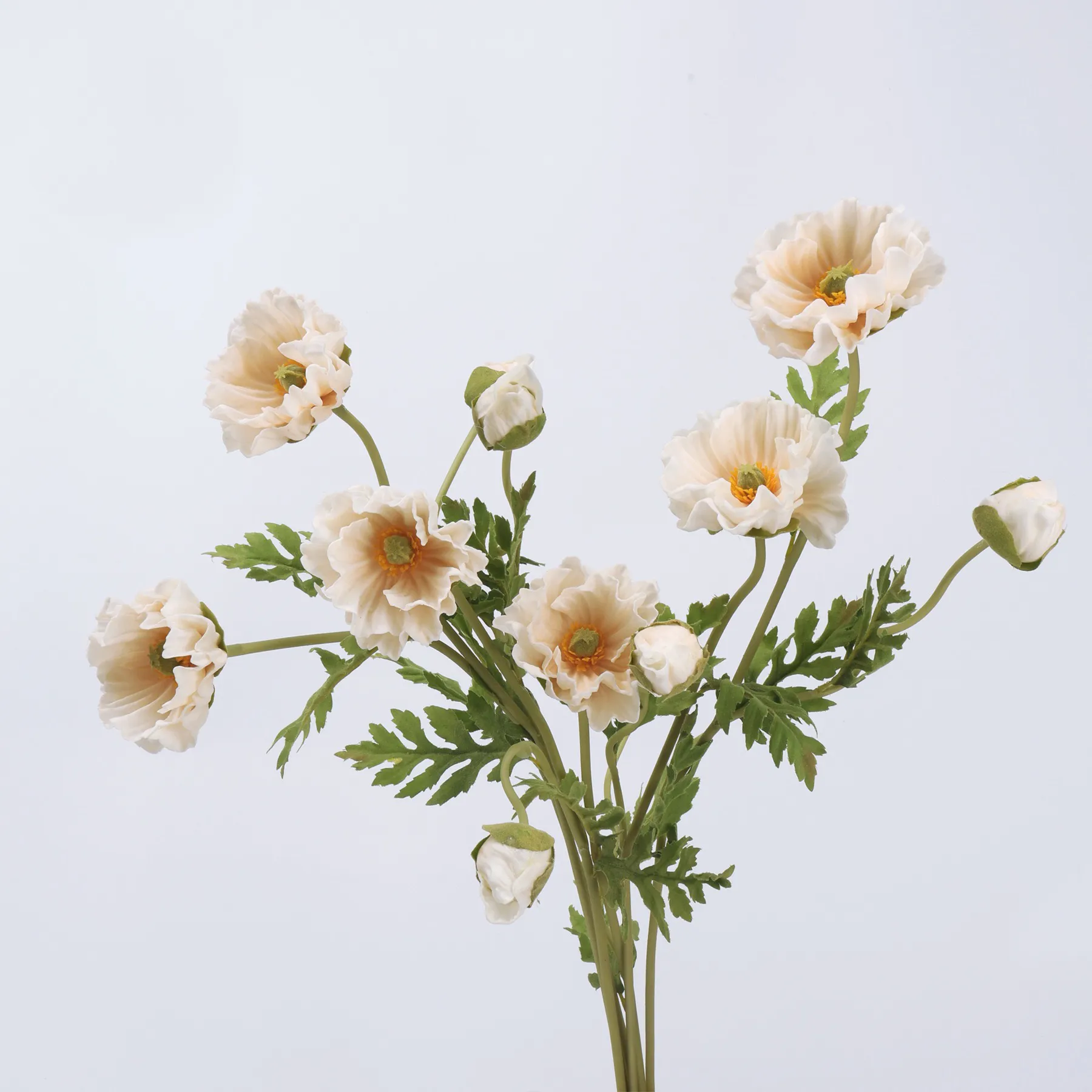 koring poppy