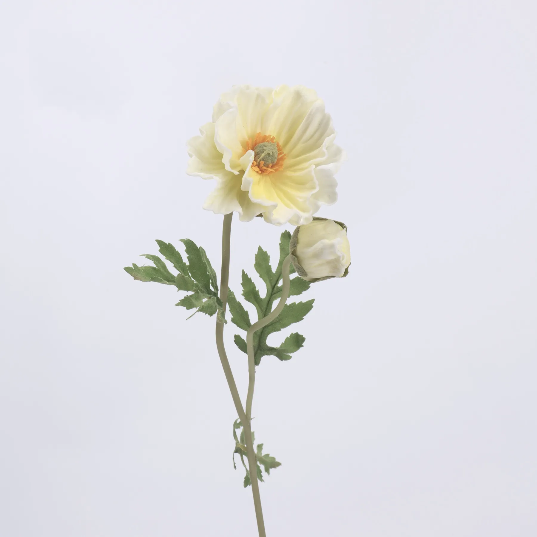 koring poppy