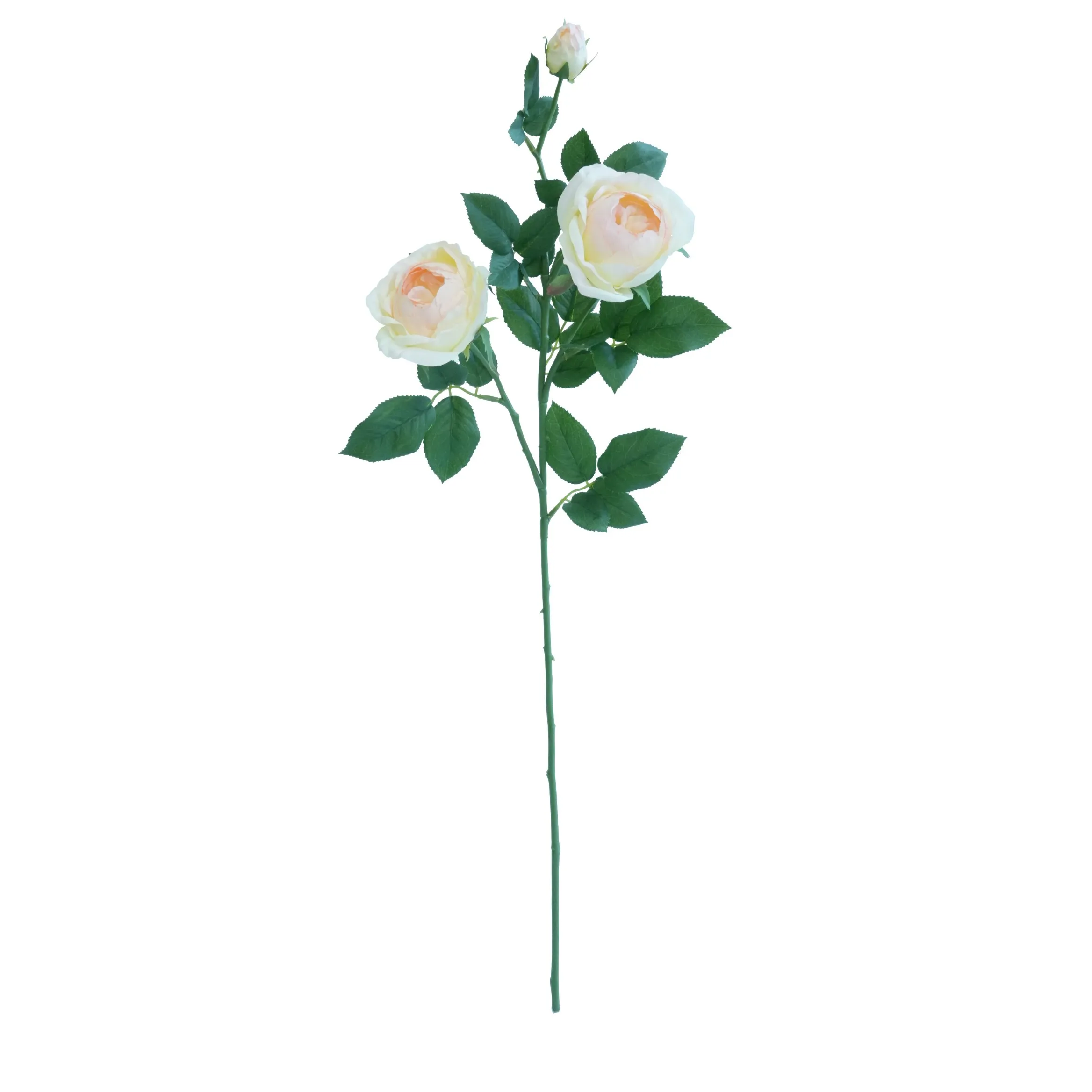 'N Enkele vlinderroos