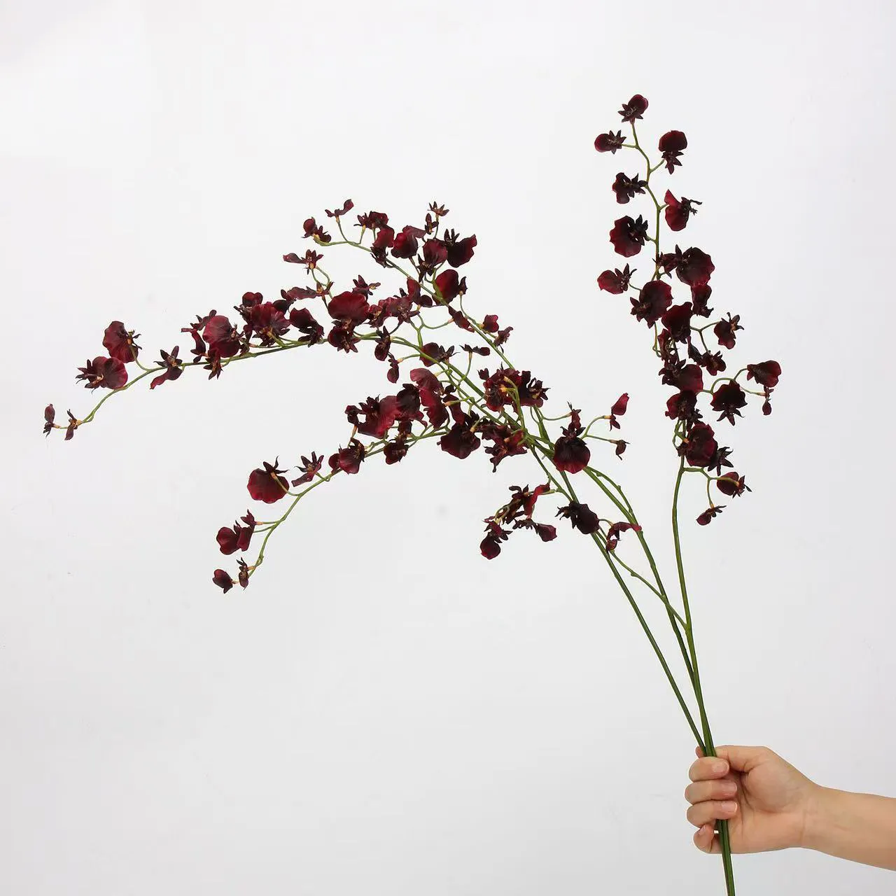 dancing orchid