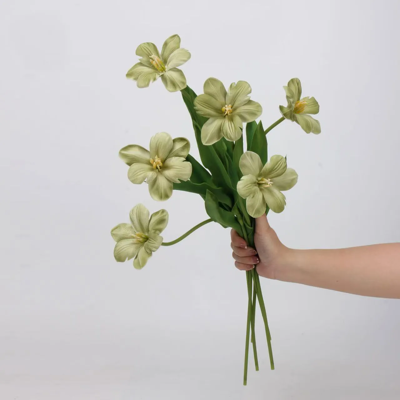 Brownie tulp