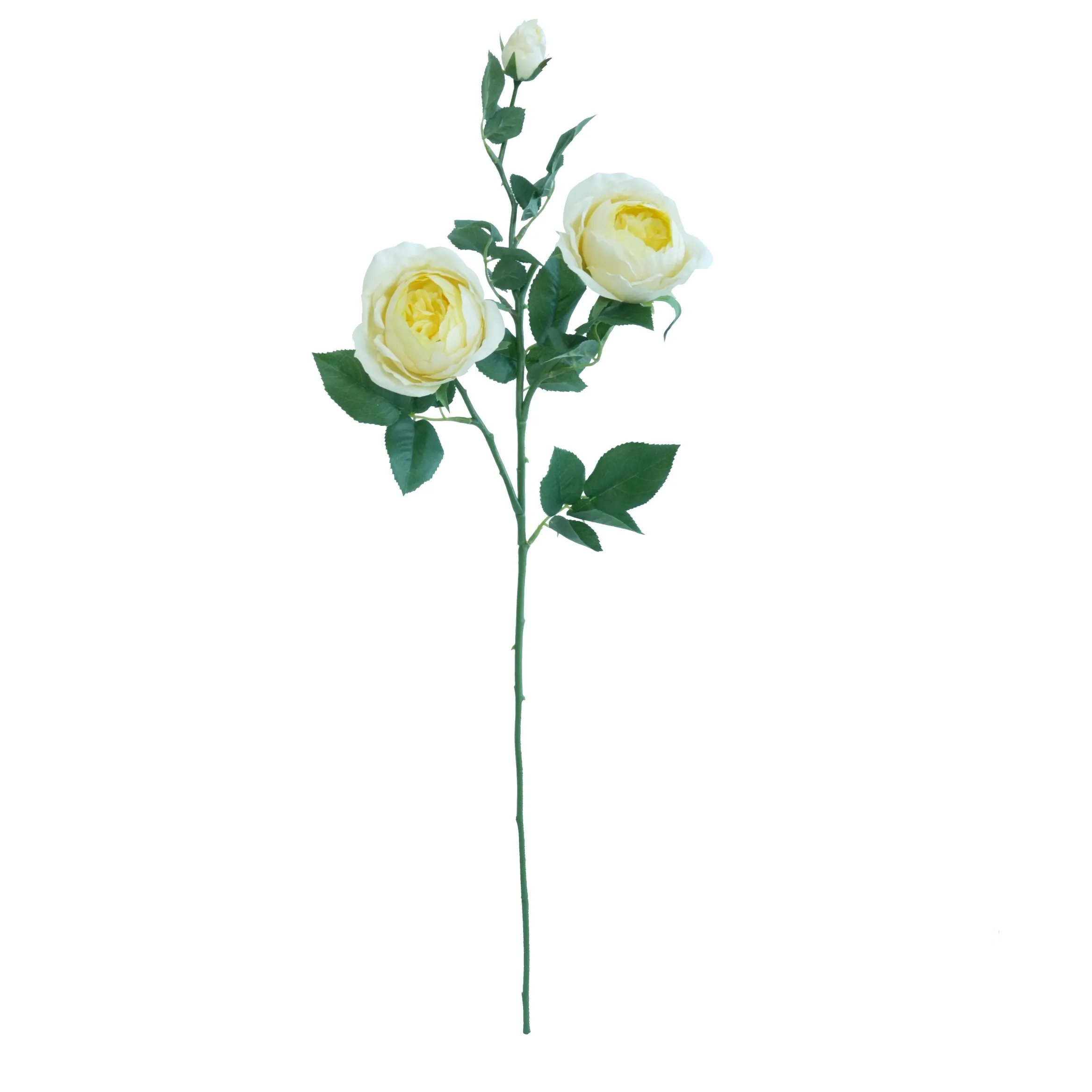 'N Enkele vlinderroos