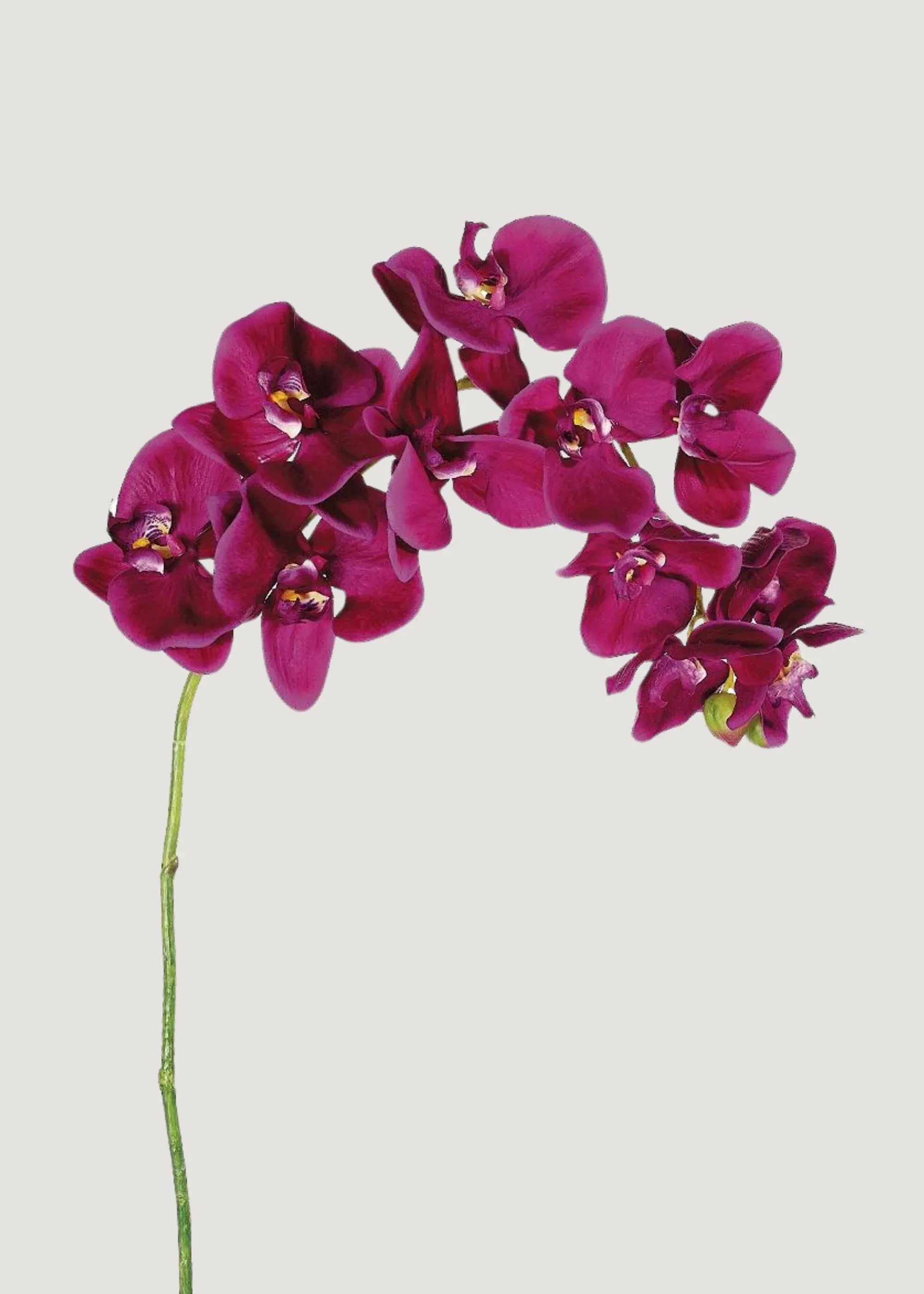 Phalaenopsis orgidee