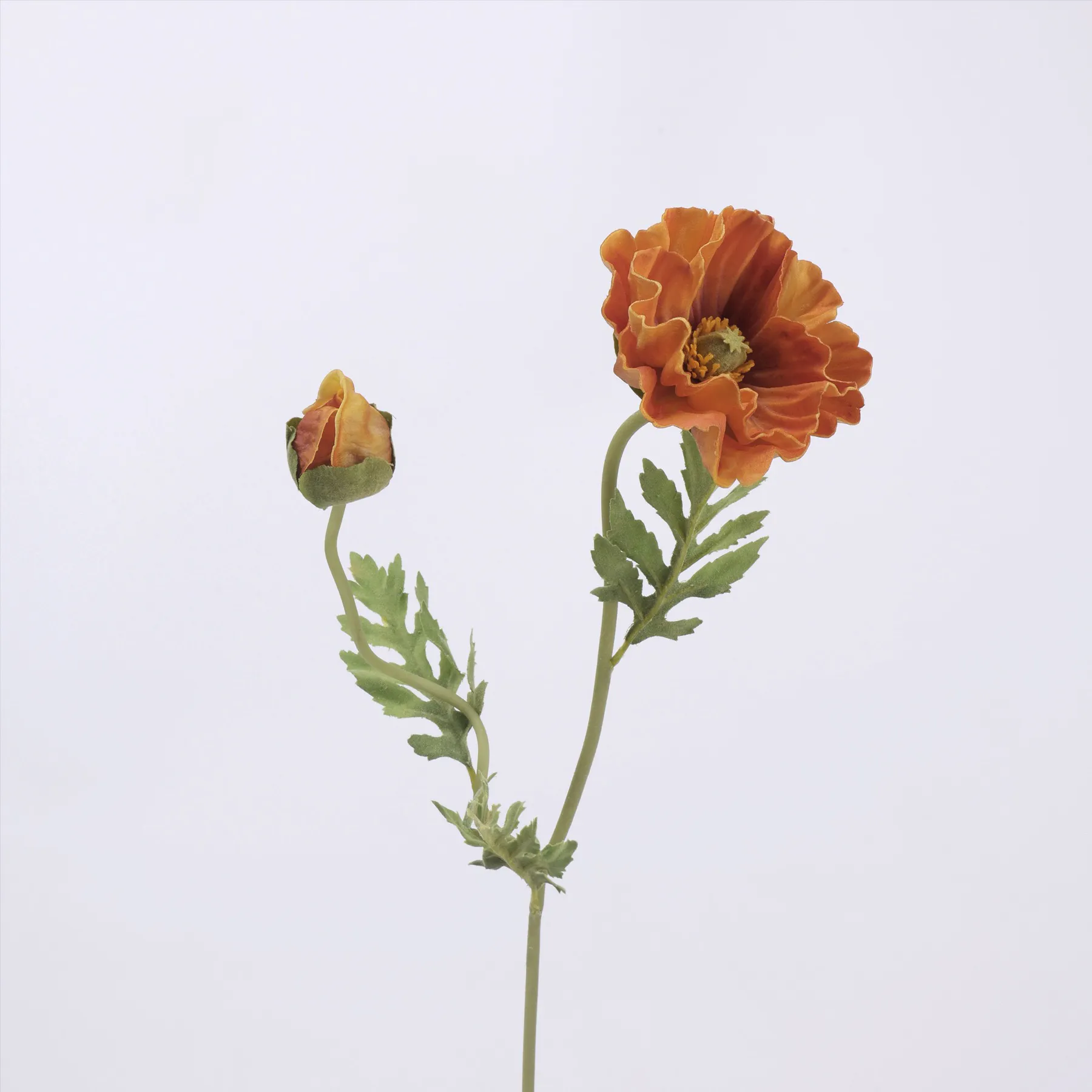 koring poppy