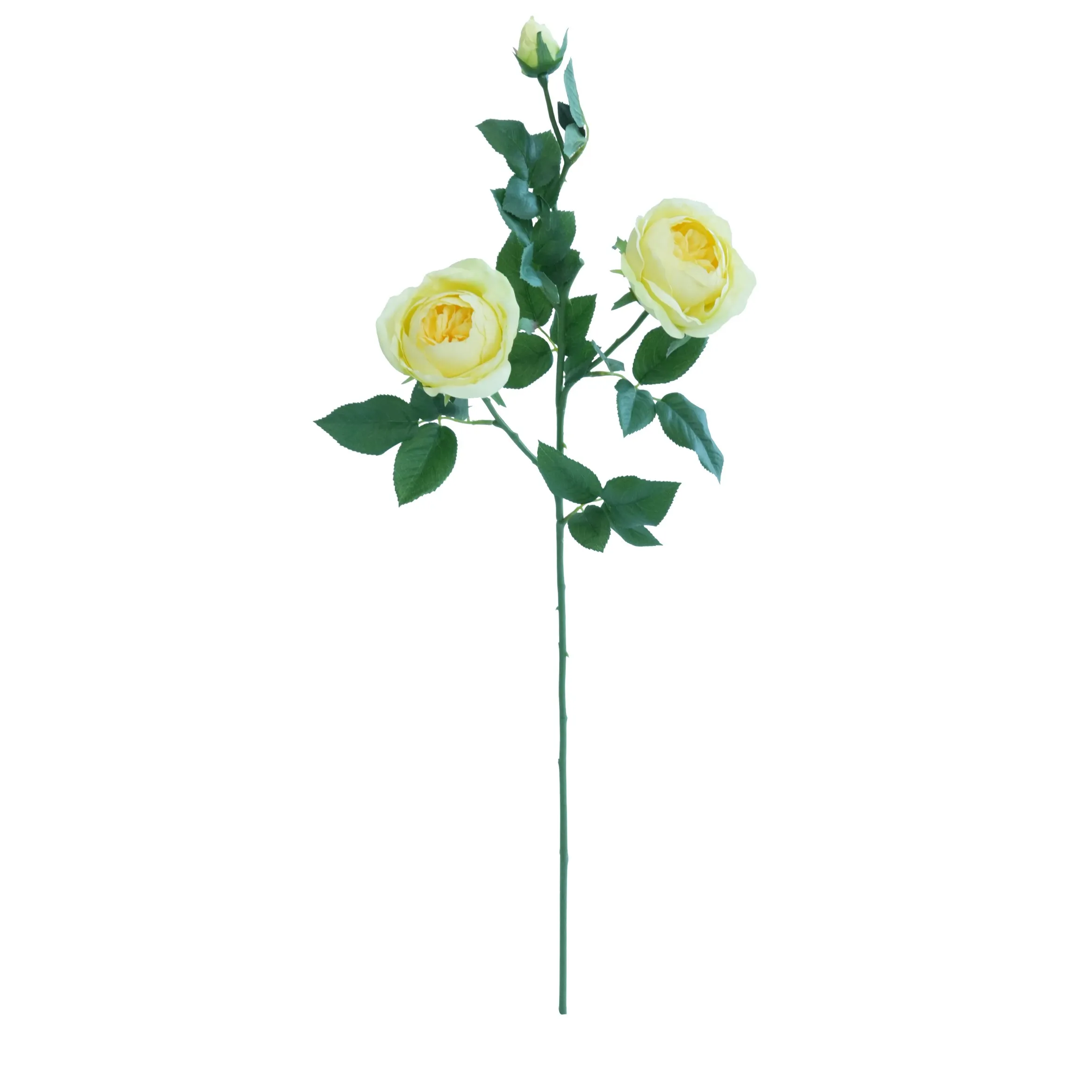 'N Enkele vlinderroos