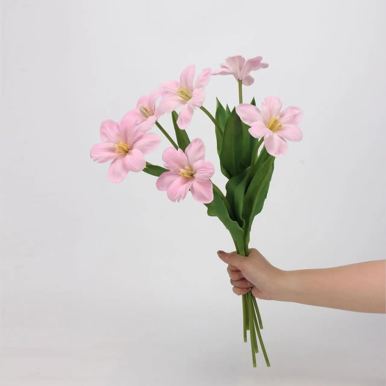 Brownie tulp