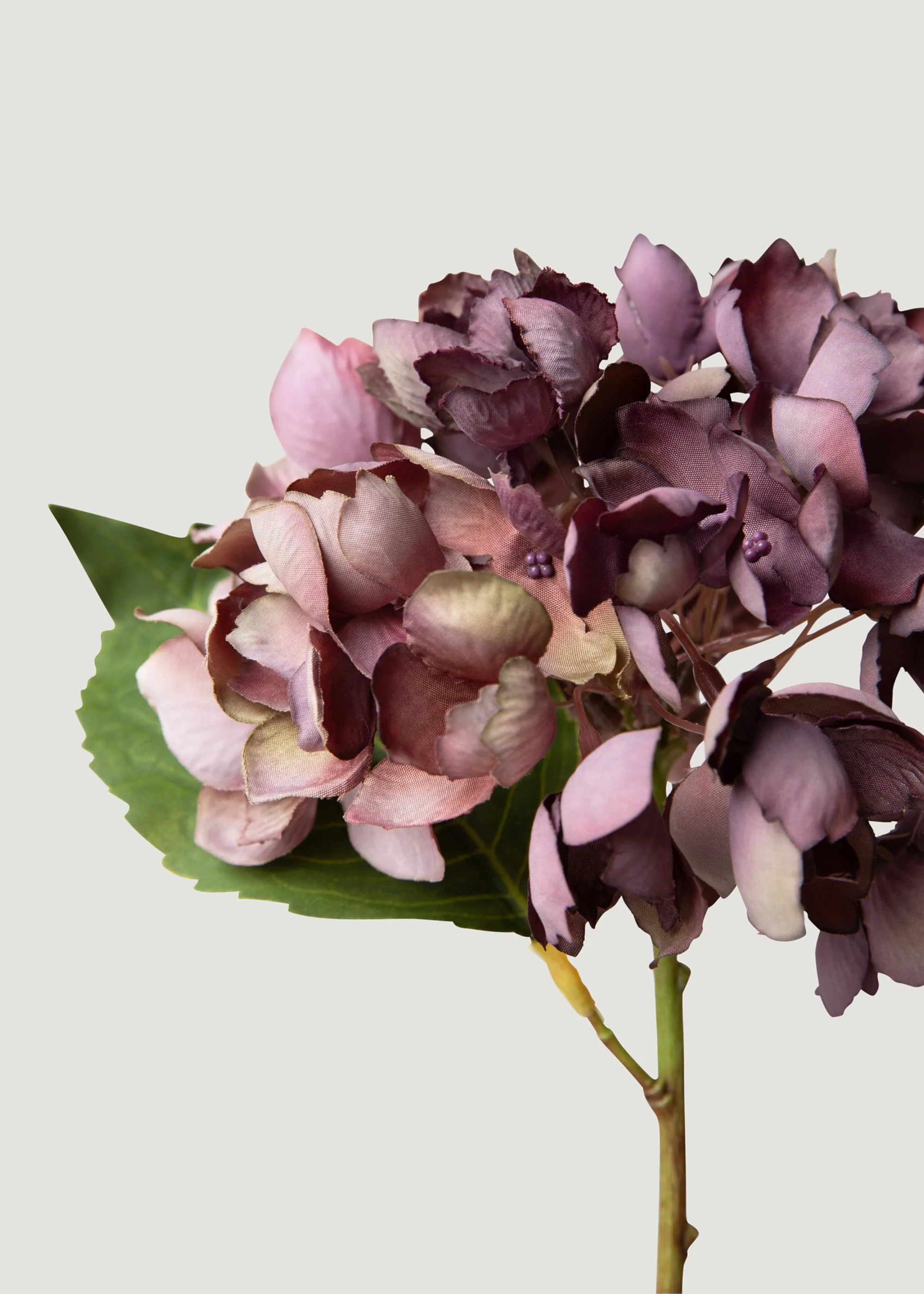 Gedroogde voorkoms vals hortensia blom