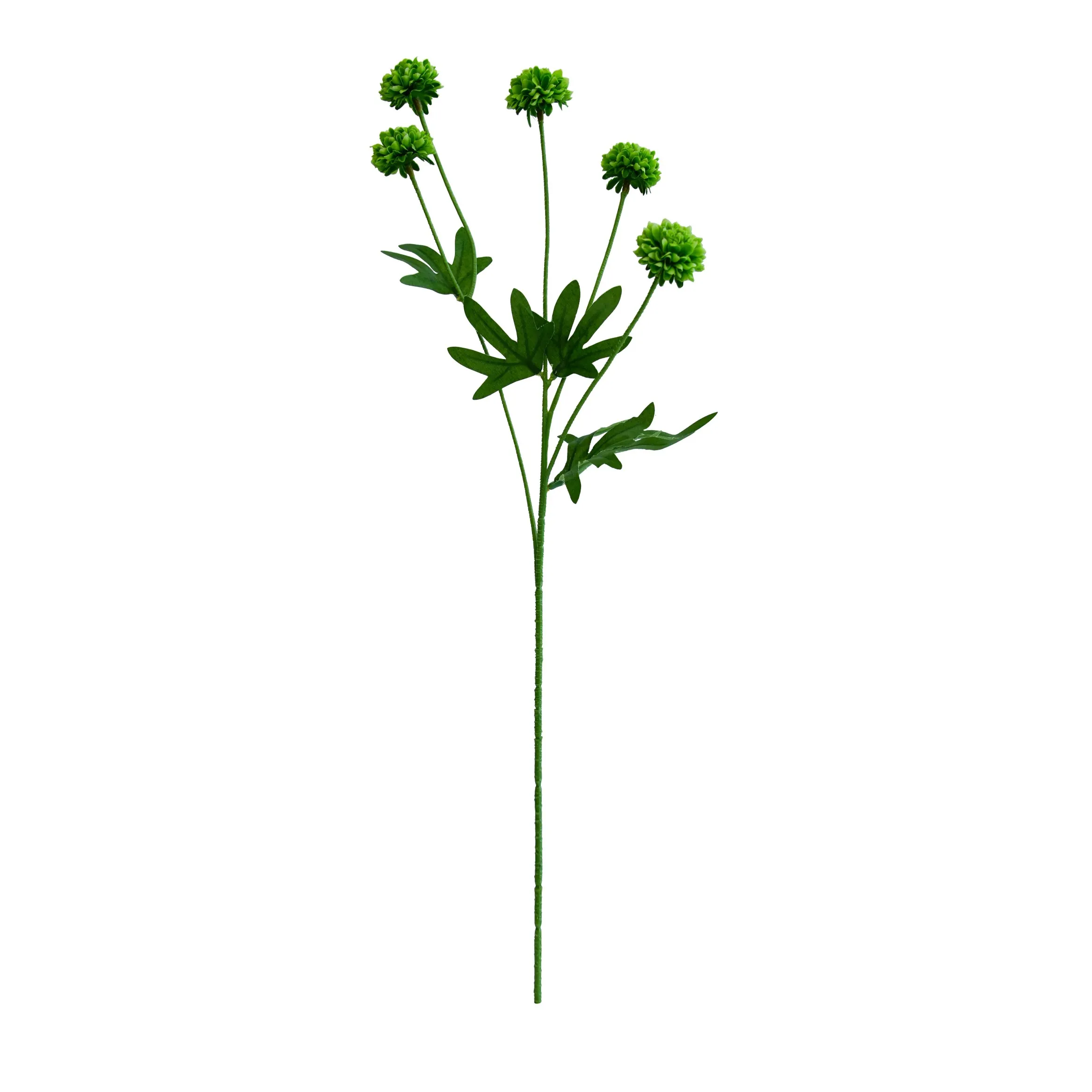 'N enkele chrysanthemum