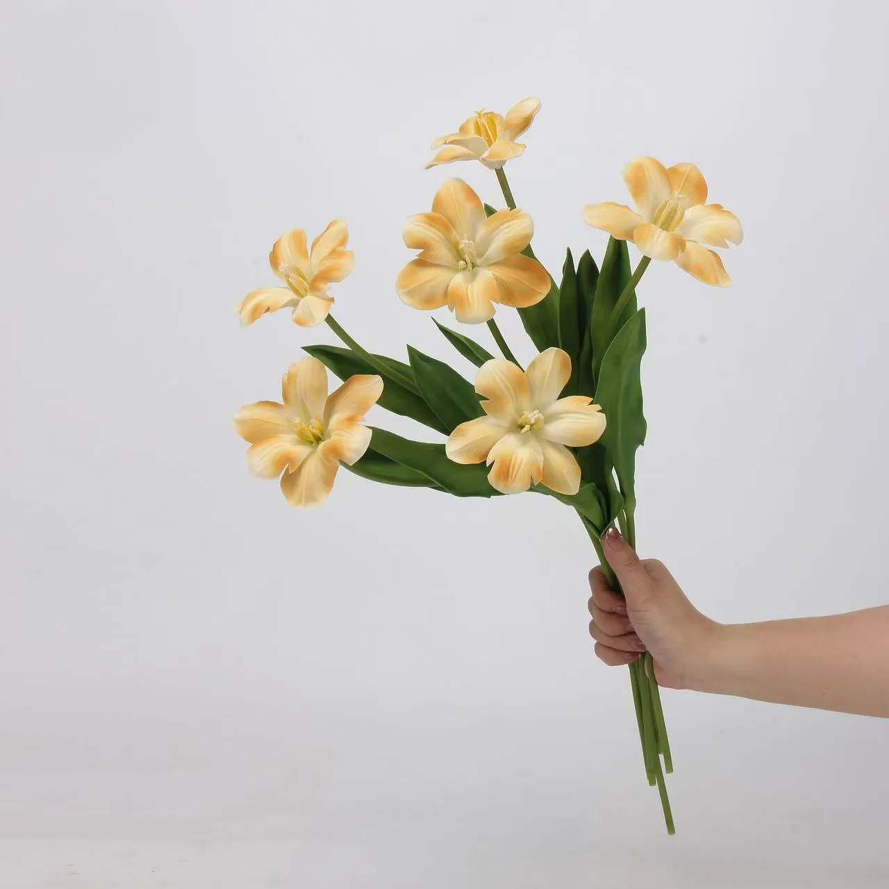 Brownie tulp