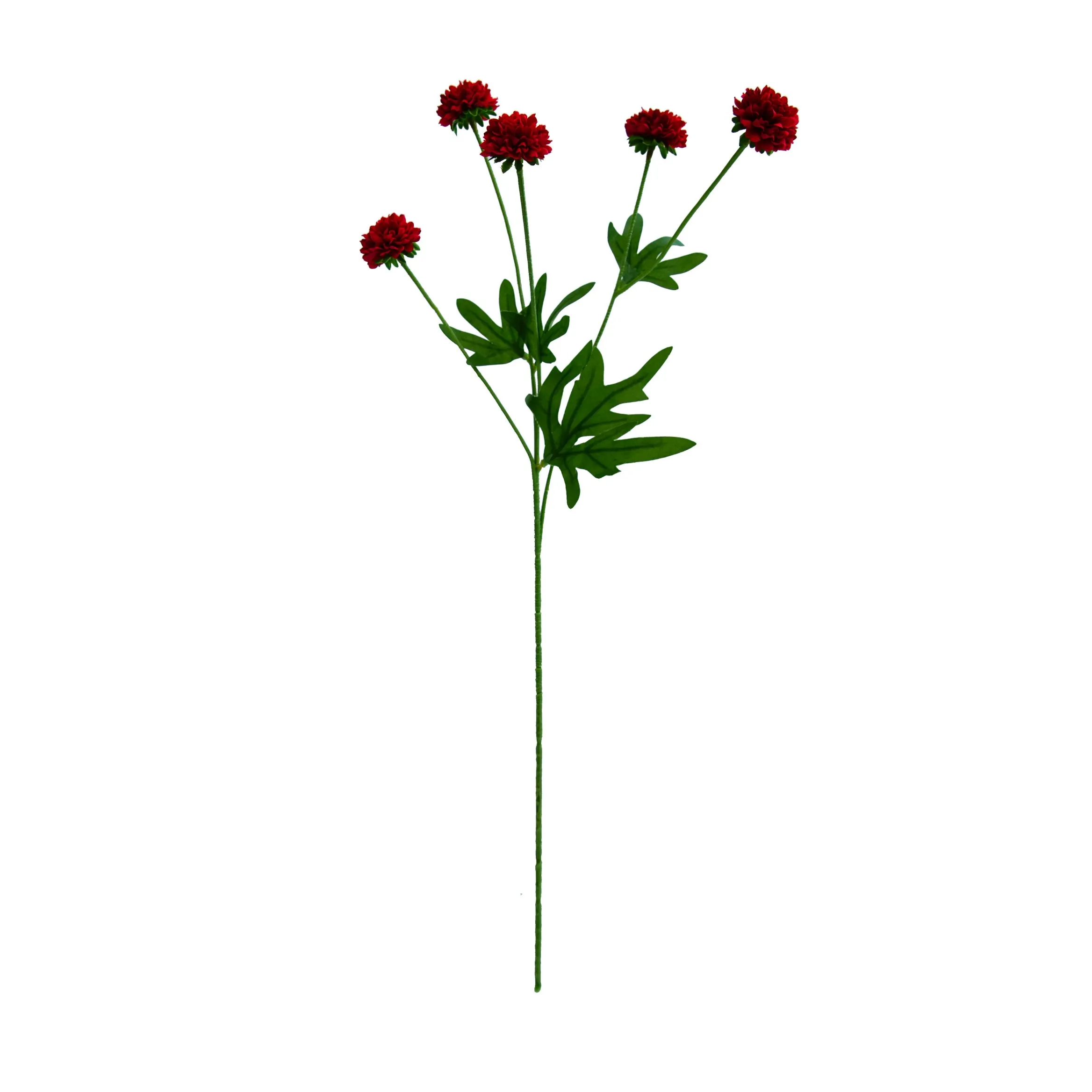 'N enkele chrysanthemum