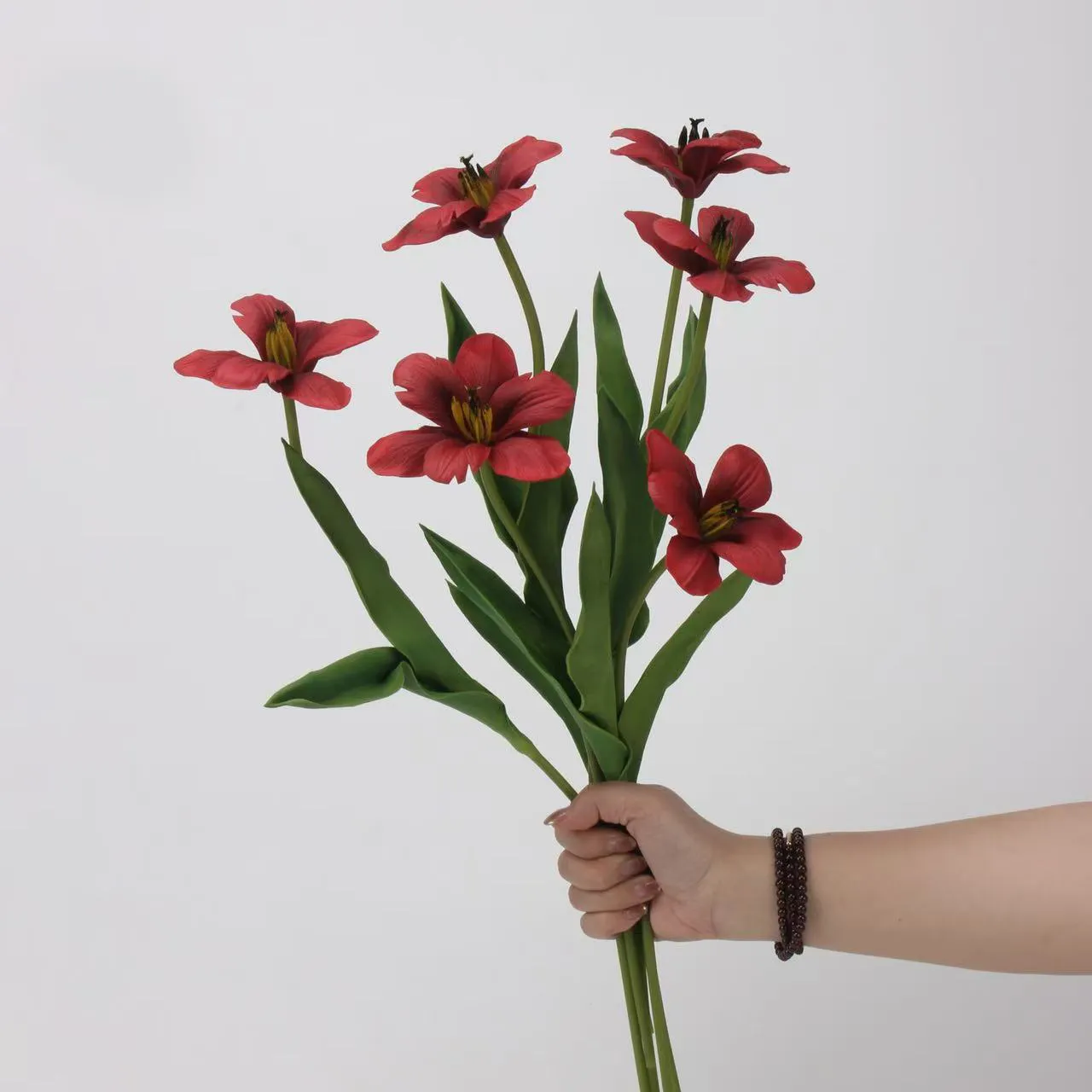 Brownie tulp