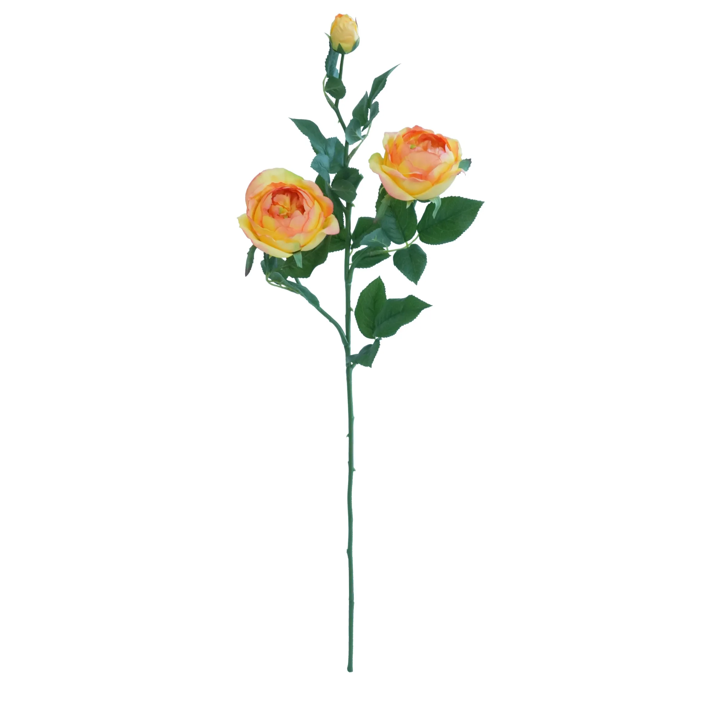 'N Enkele vlinderroos