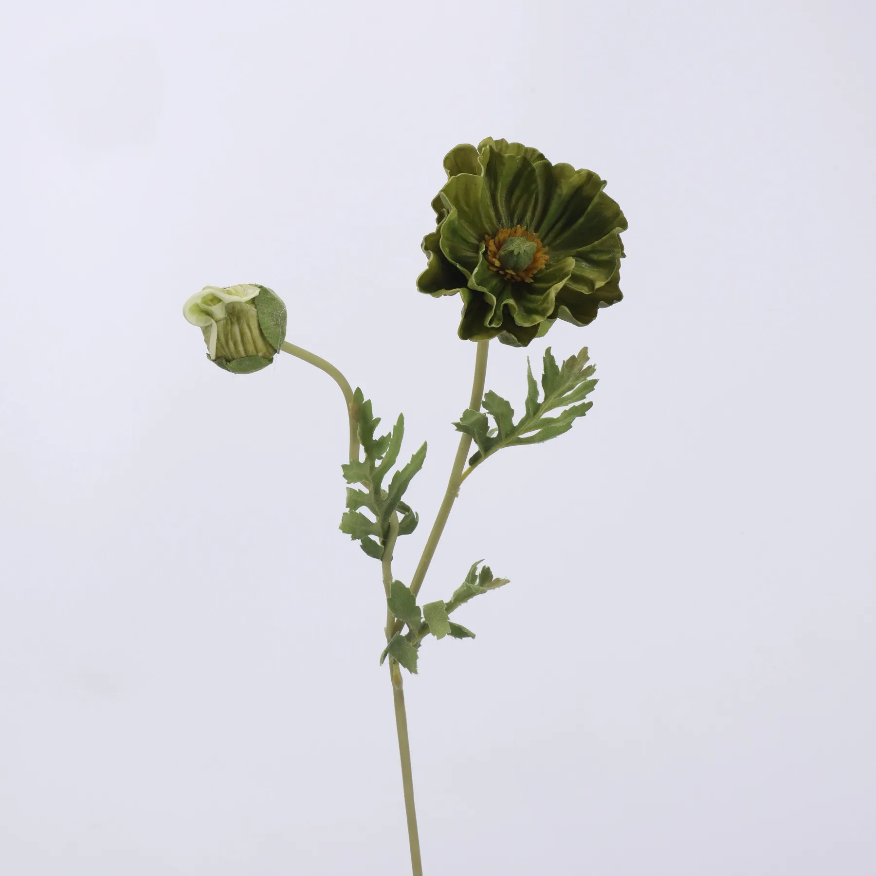 koring poppy