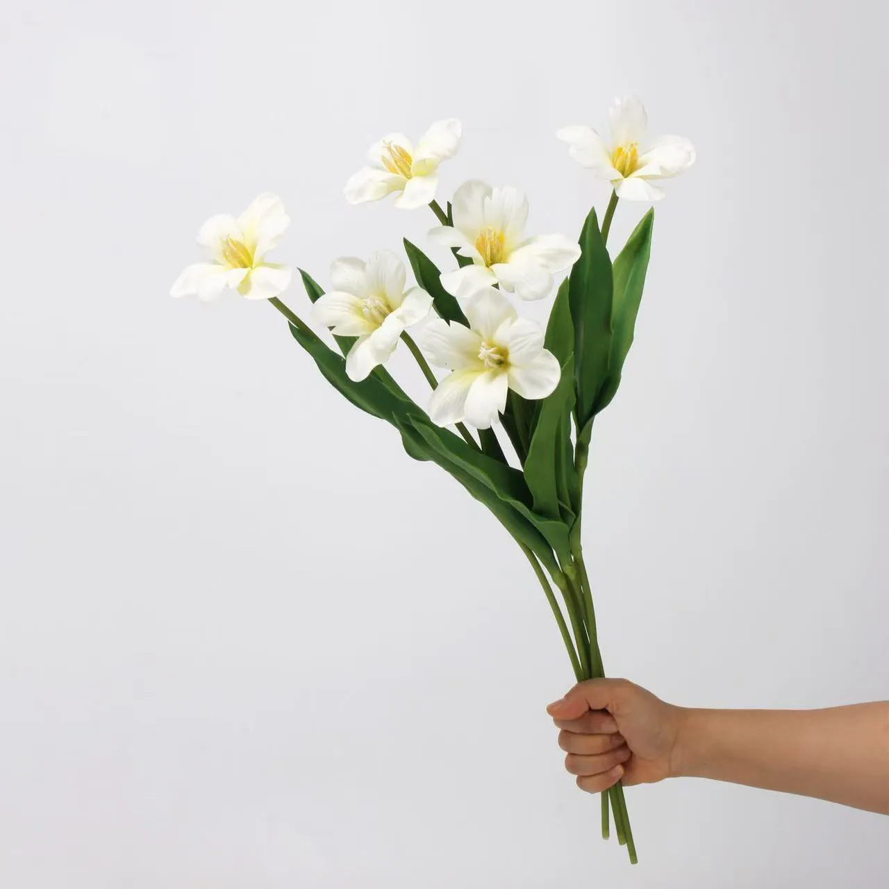 Brownie tulp