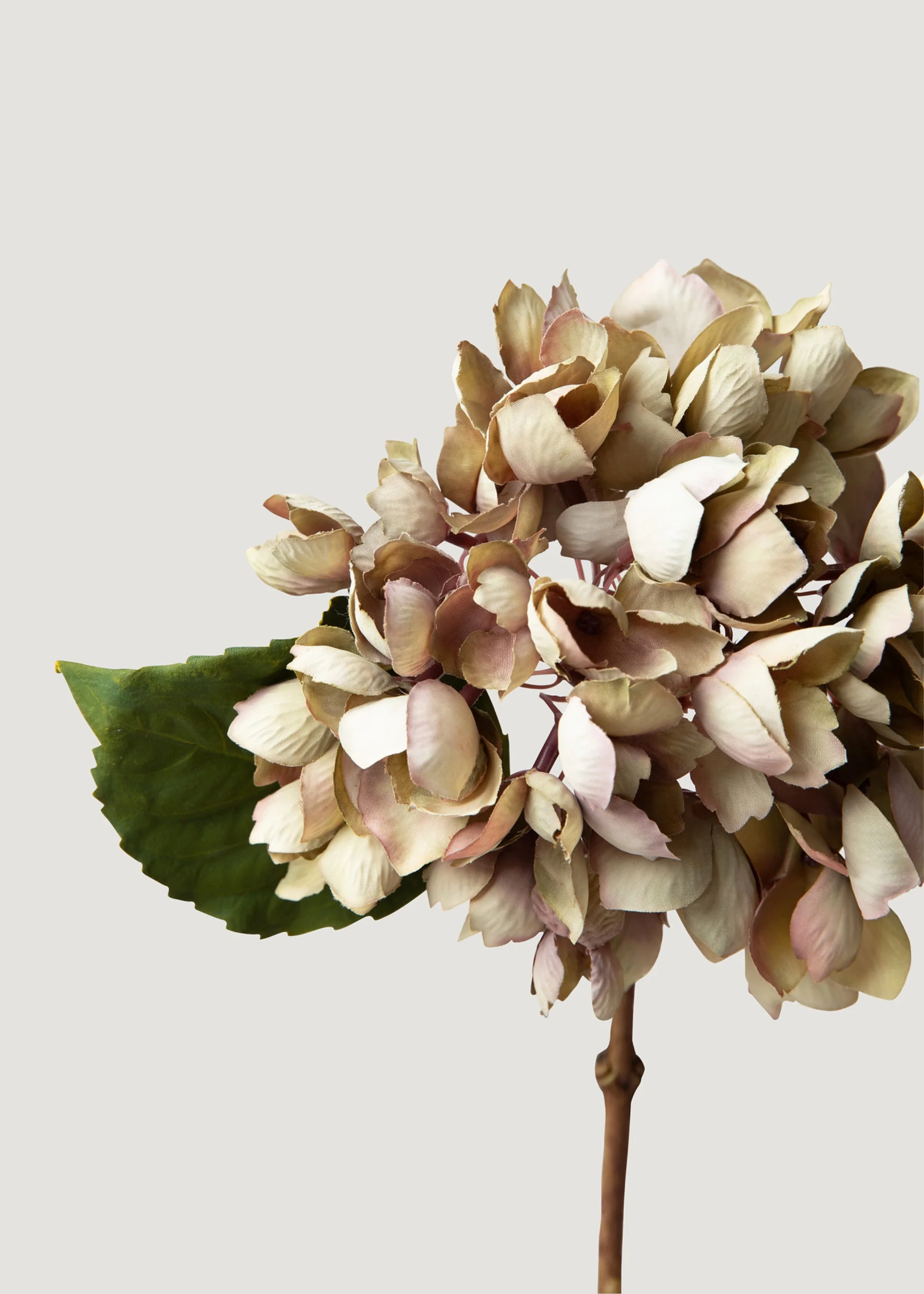 Gedroogde voorkoms vals hortensia blom