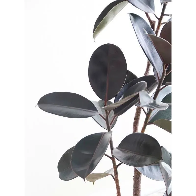 Kunsmatige rubberpotplant