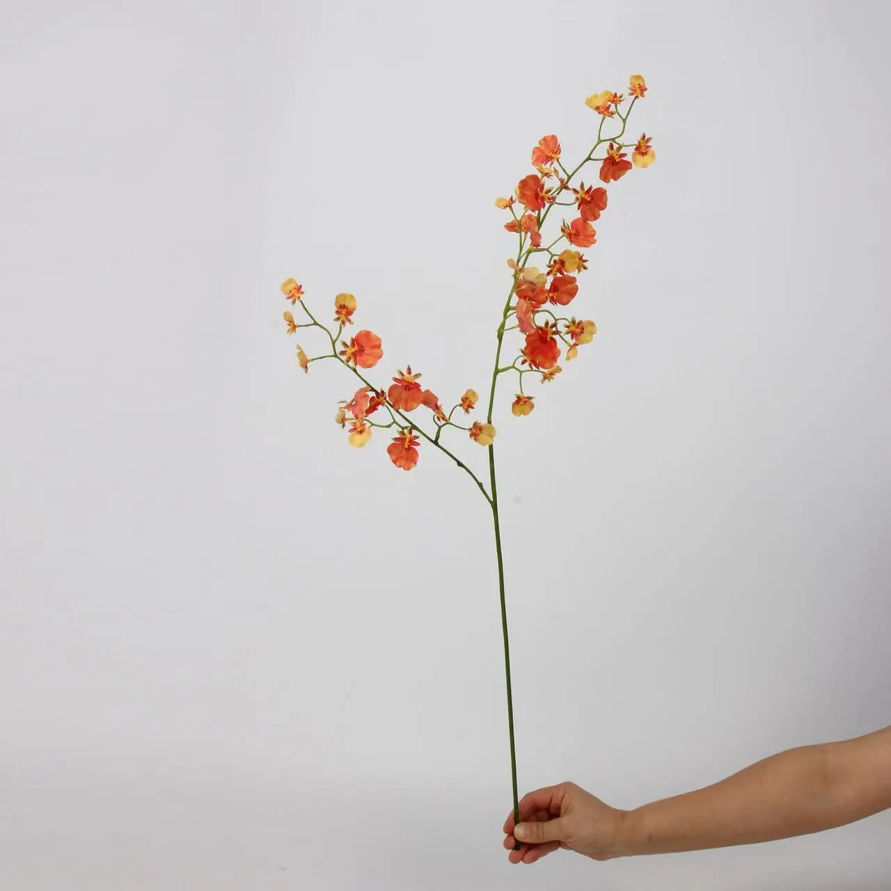 dancing orchid