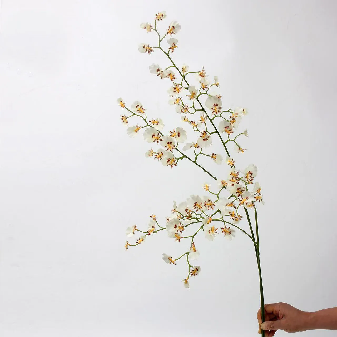 dancing orchid