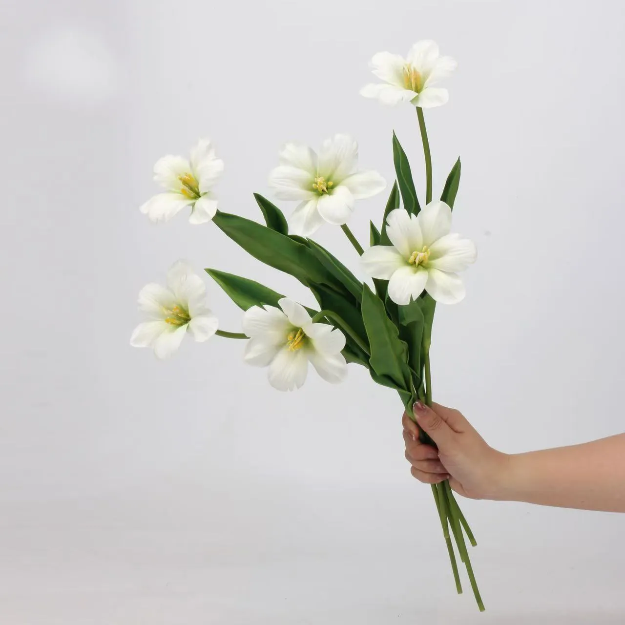 Brownie tulp