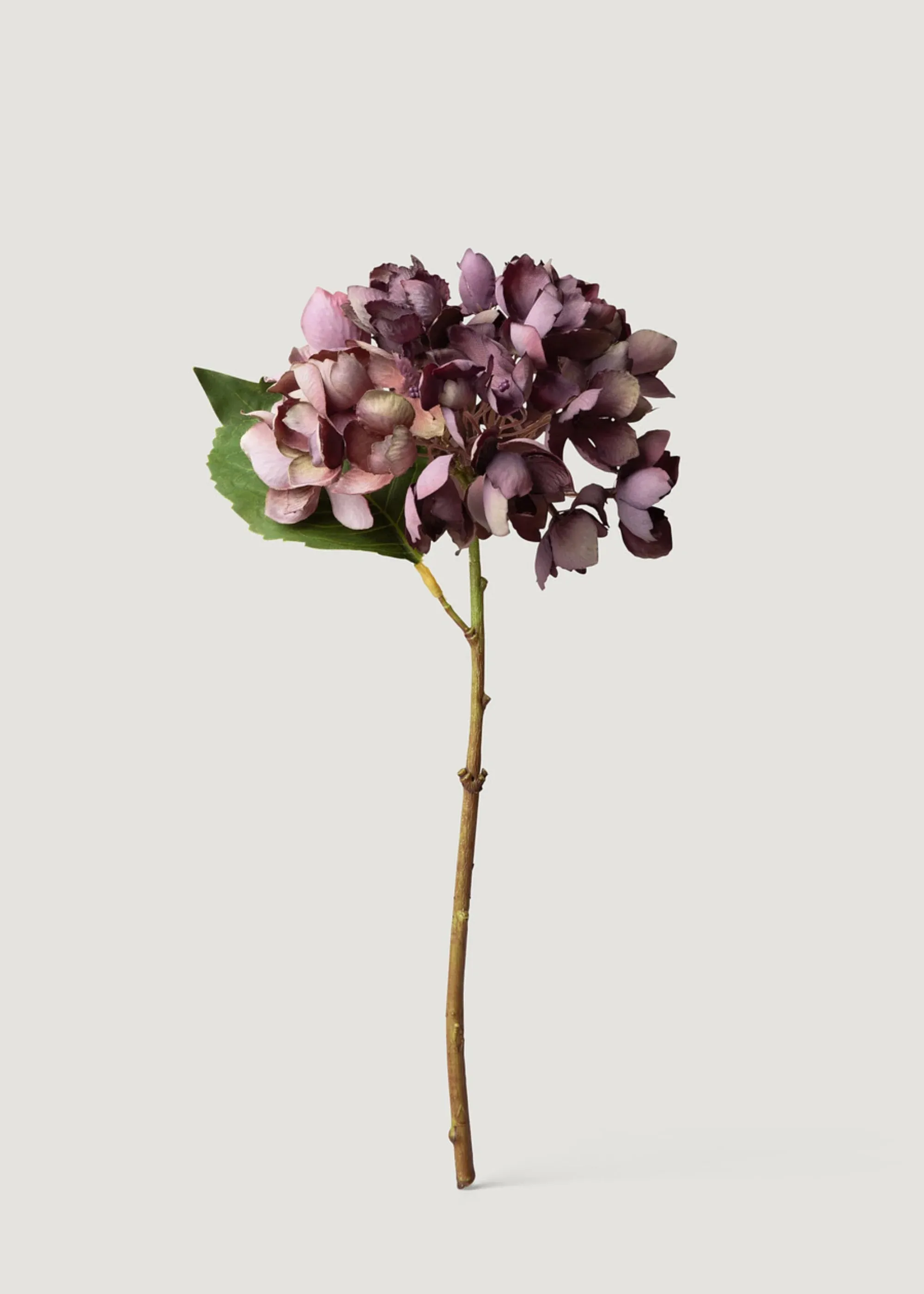 Gedroogde voorkoms vals hortensia blom