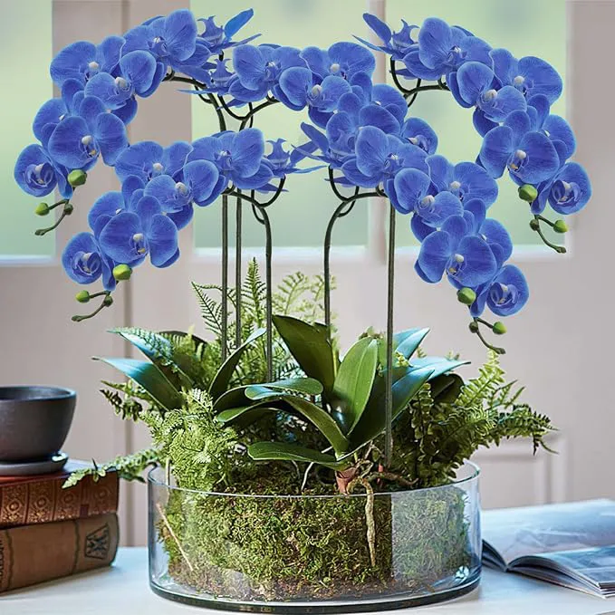 Phalaenopsis orgidee