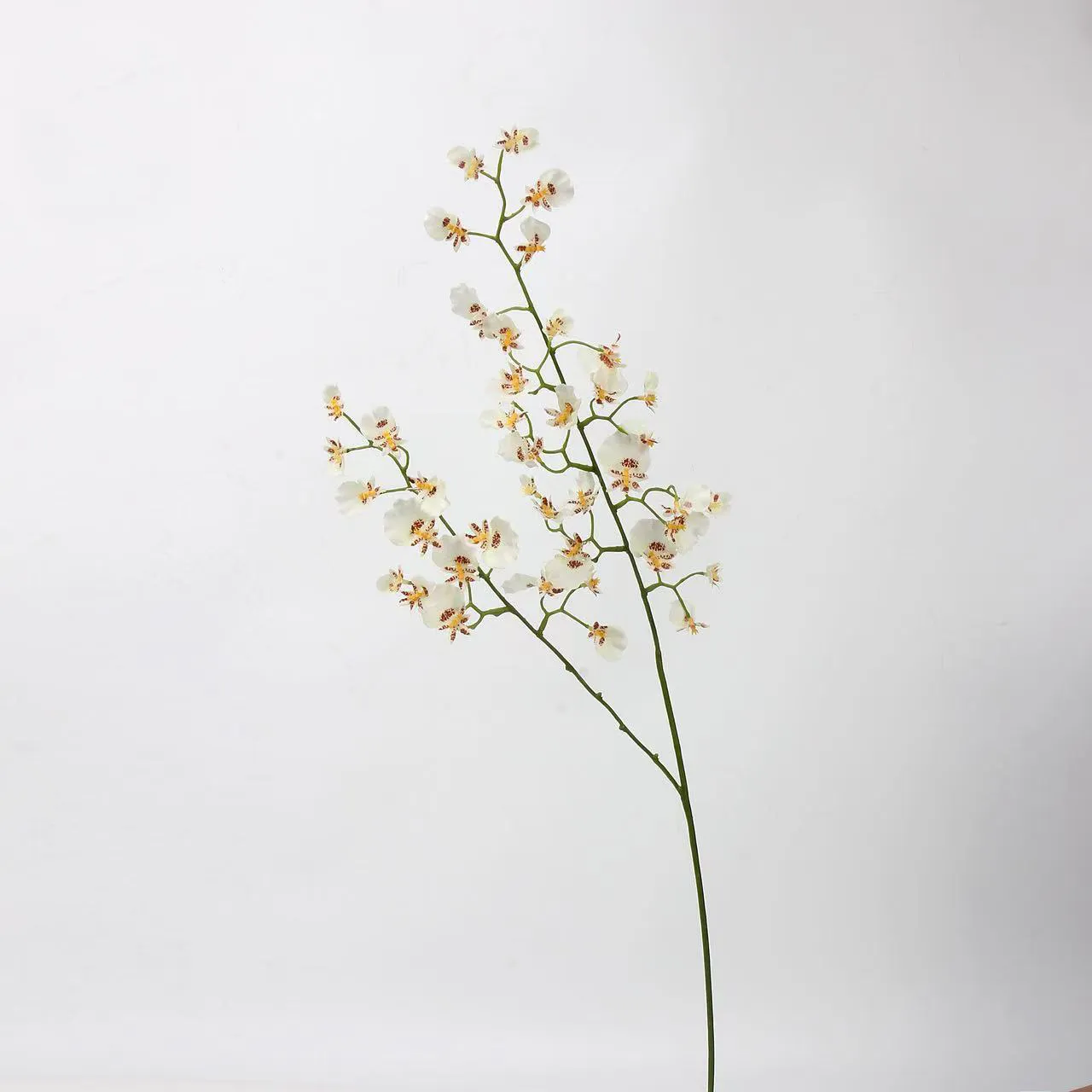 dancing orchid