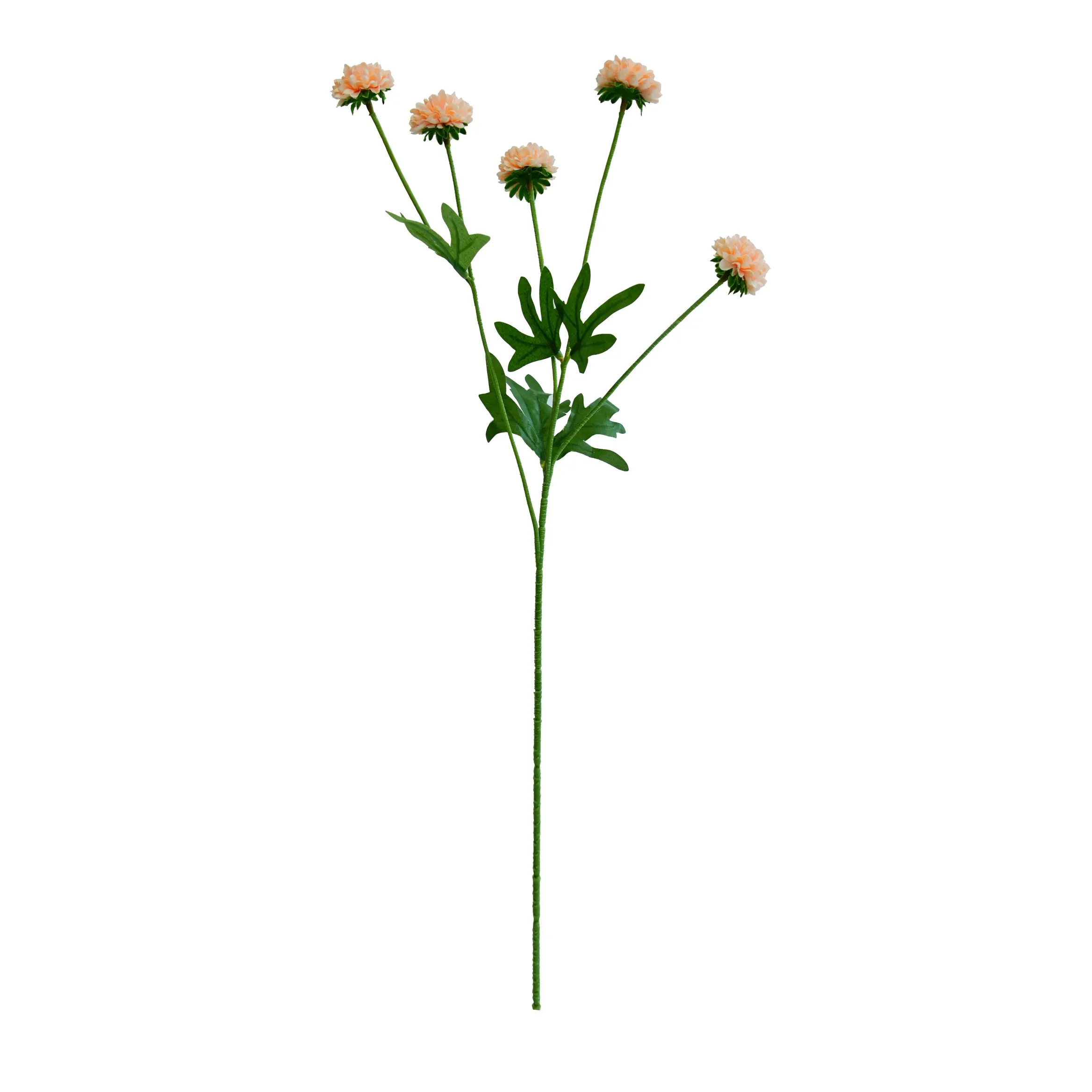 'N enkele chrysanthemum