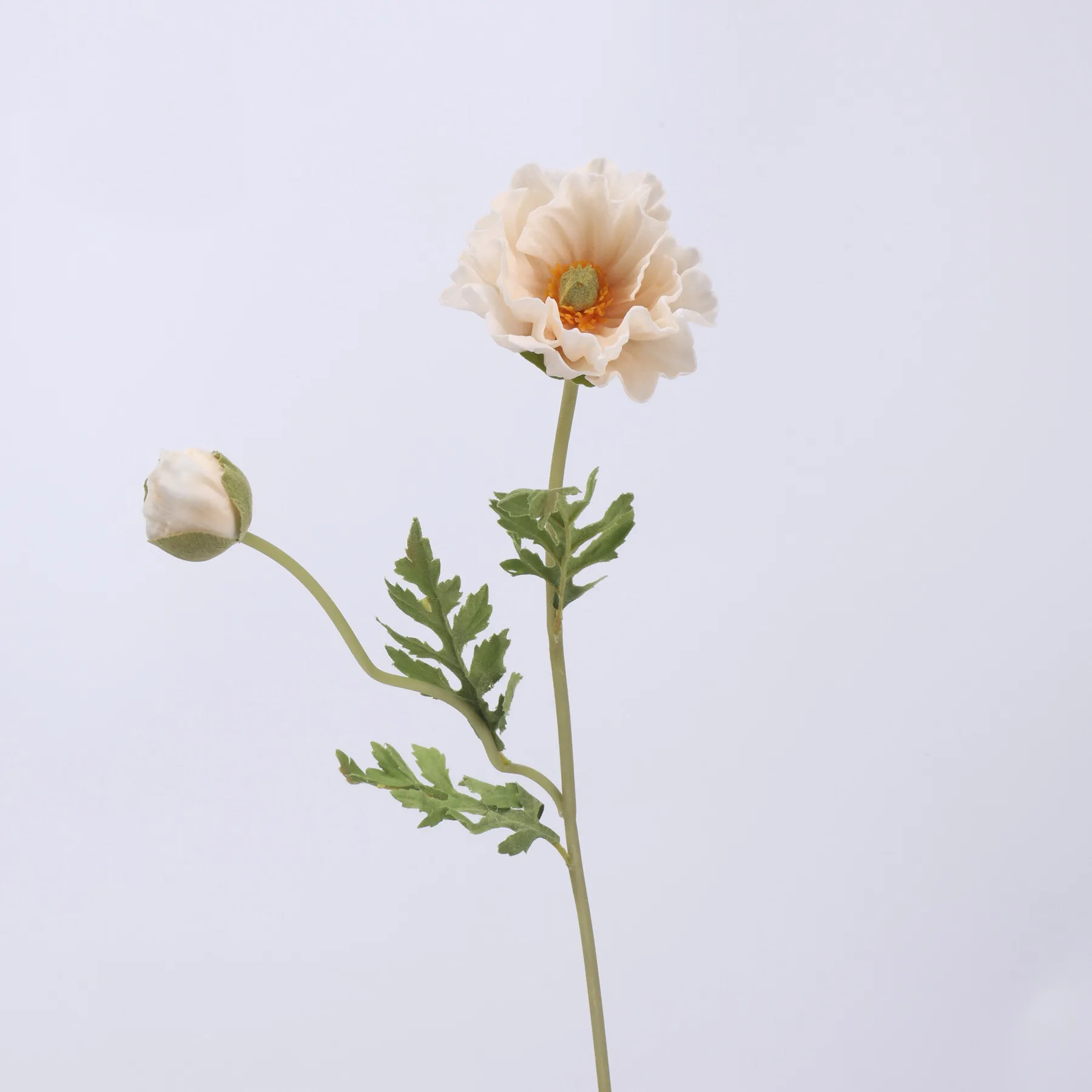 koring poppy