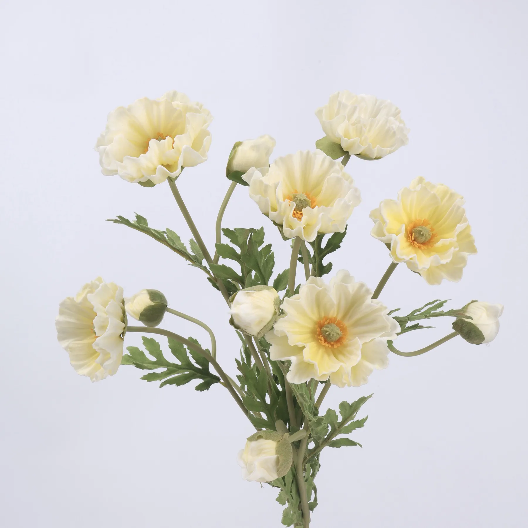 koring poppy