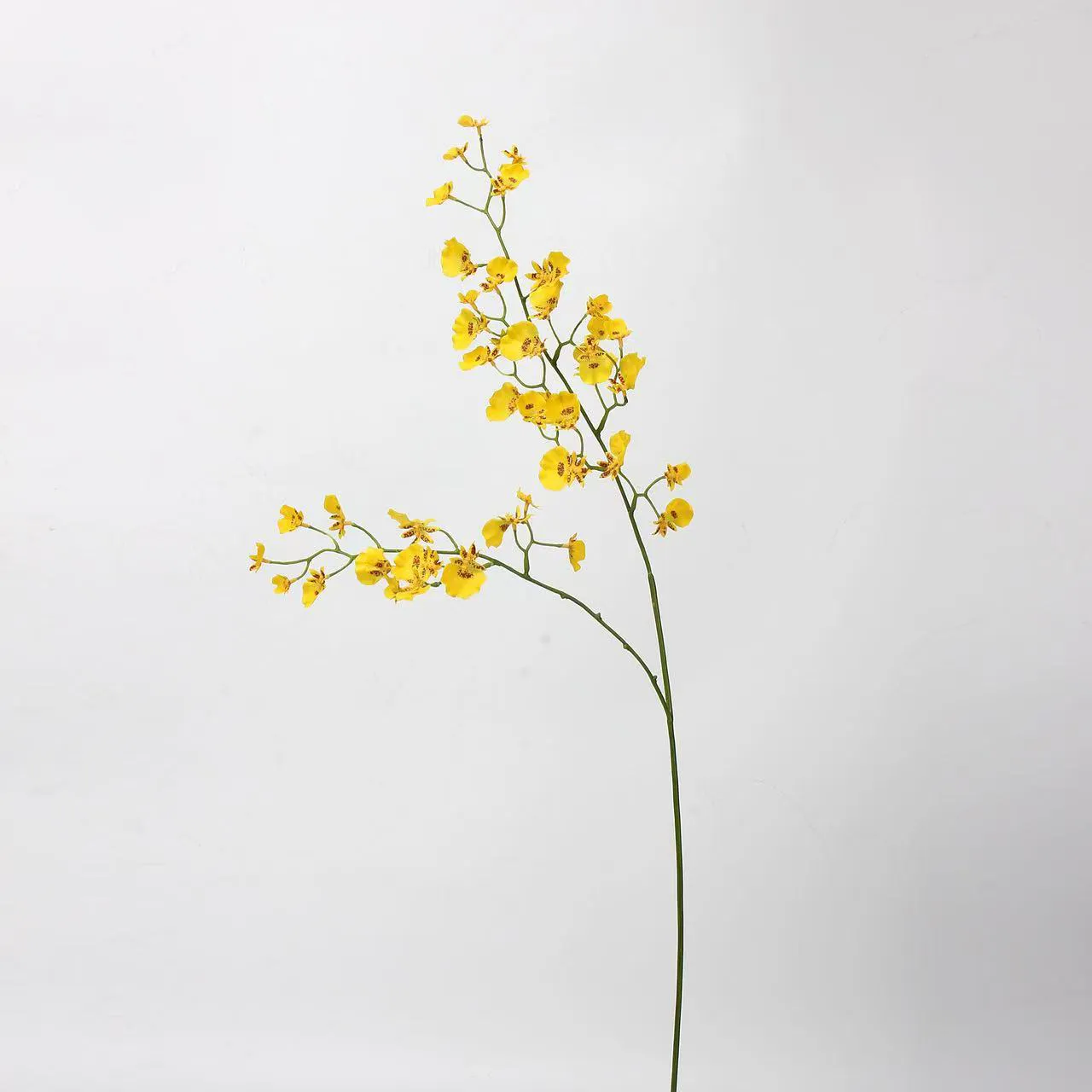 dancing orchid